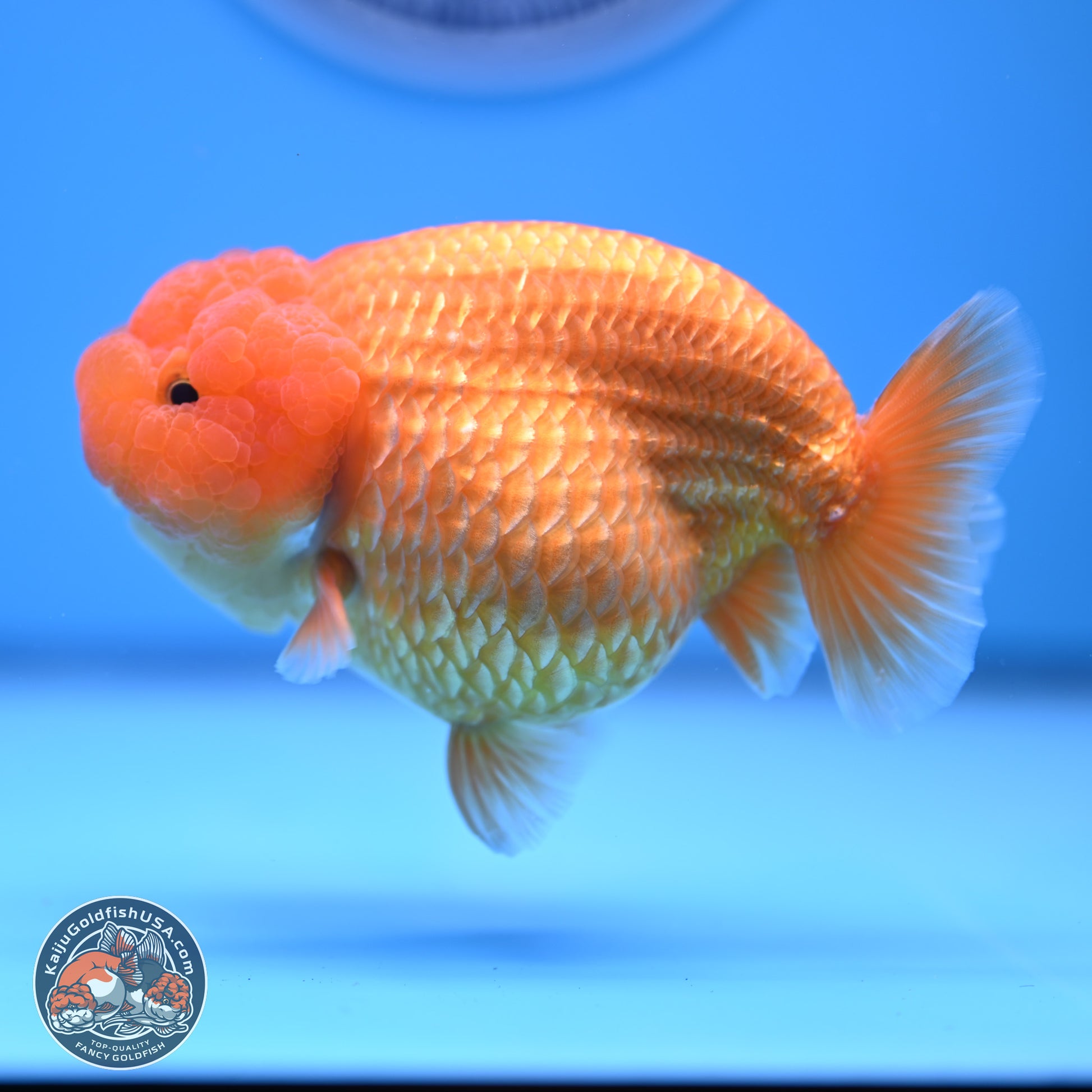 A Grade Classic Gold Lionchu 4.5-5 inches (240906_RC04) - Kaiju Goldfish USA