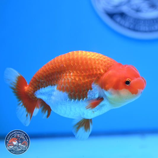 Red White Buffalo Ranchu 4.75in Body (240802_RC04) - Kaiju Goldfish USA