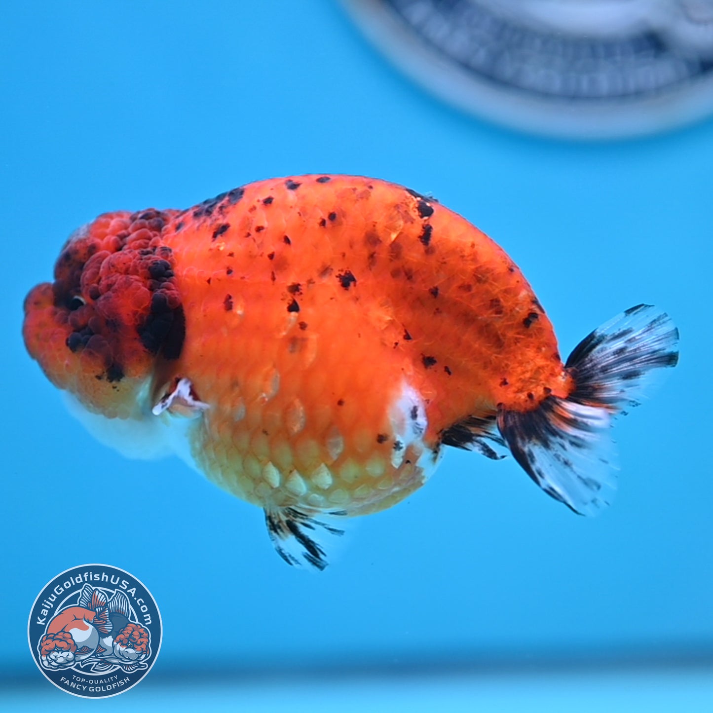 Calico Ranchu 4 inches Body (250516_RC04)