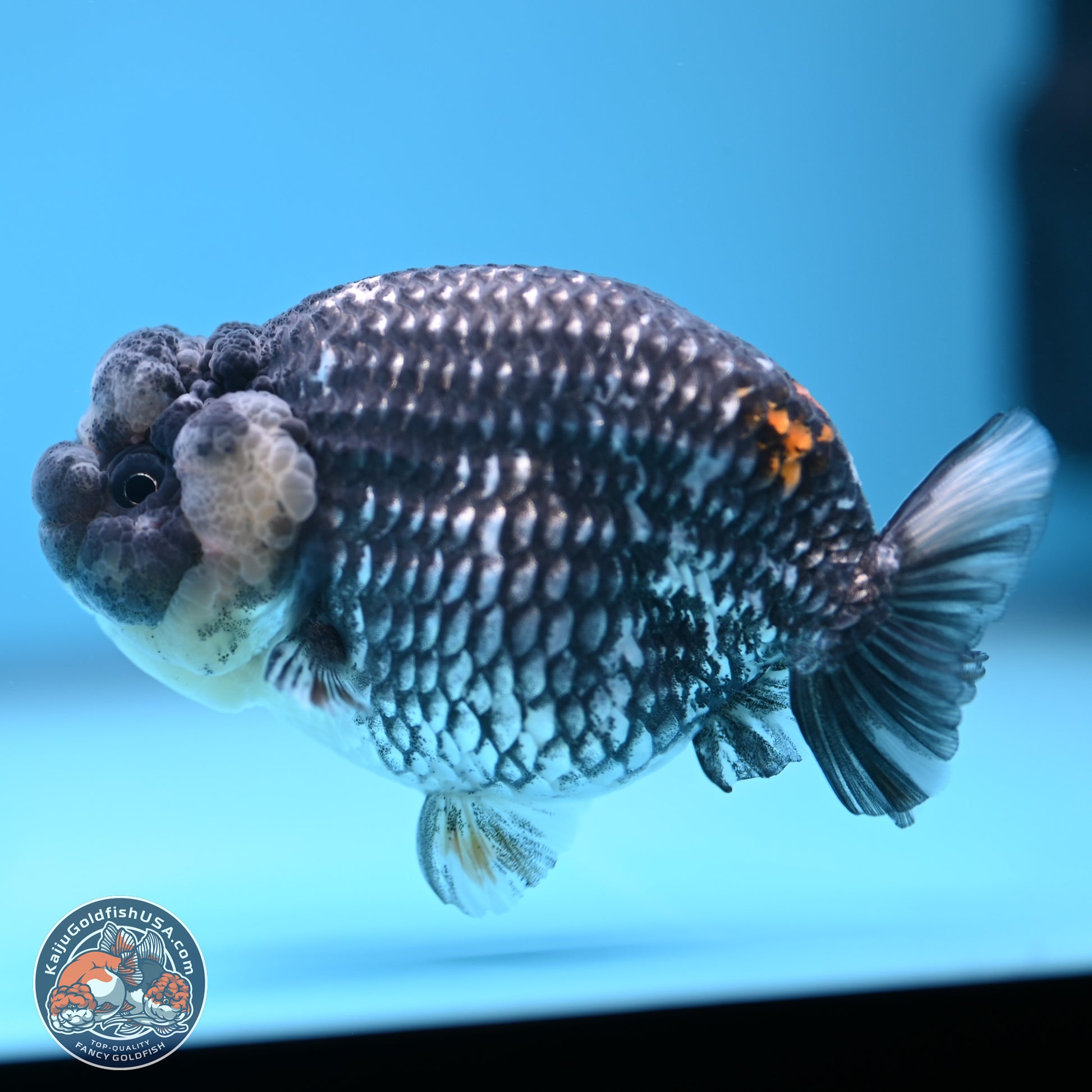 Grey Metallic Ranchu 3.75 inches Body - Female (241227_RC04) - Kaiju Goldfish USA