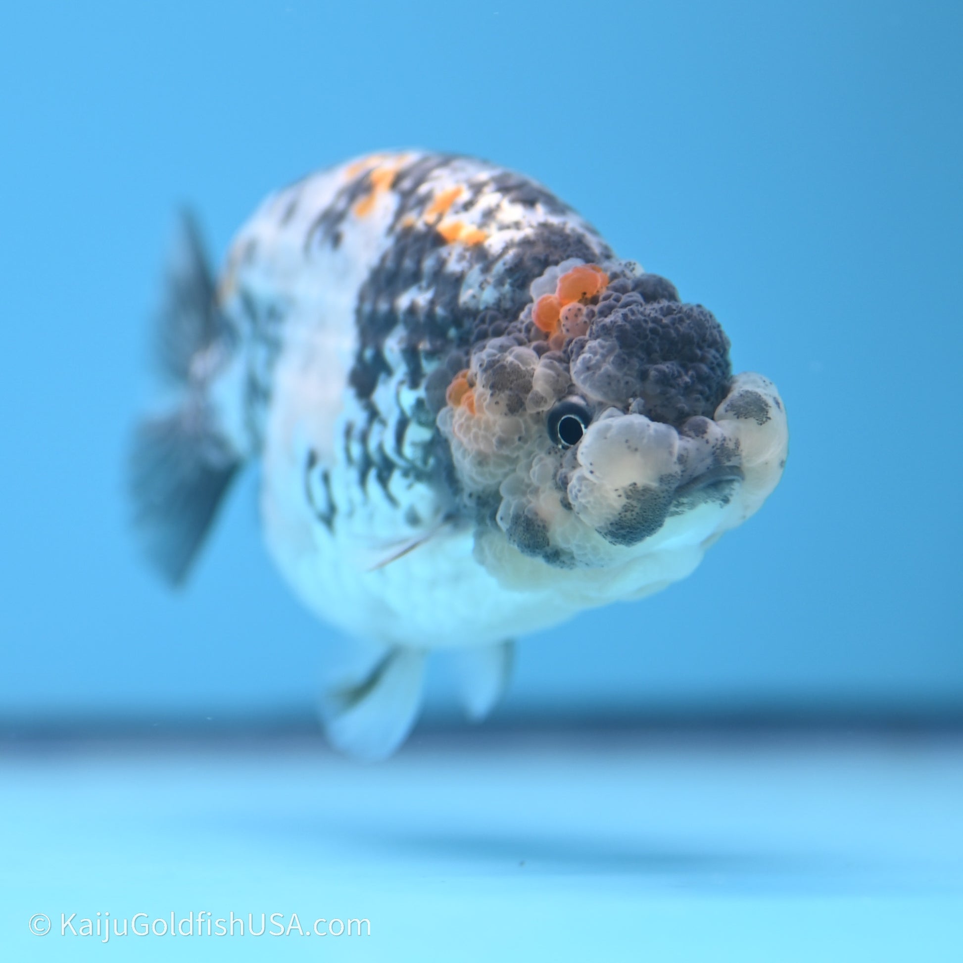 Tricolor White Tiger Ranchu 3.5 inches (240719_RC04) - Kaiju Goldfish USA