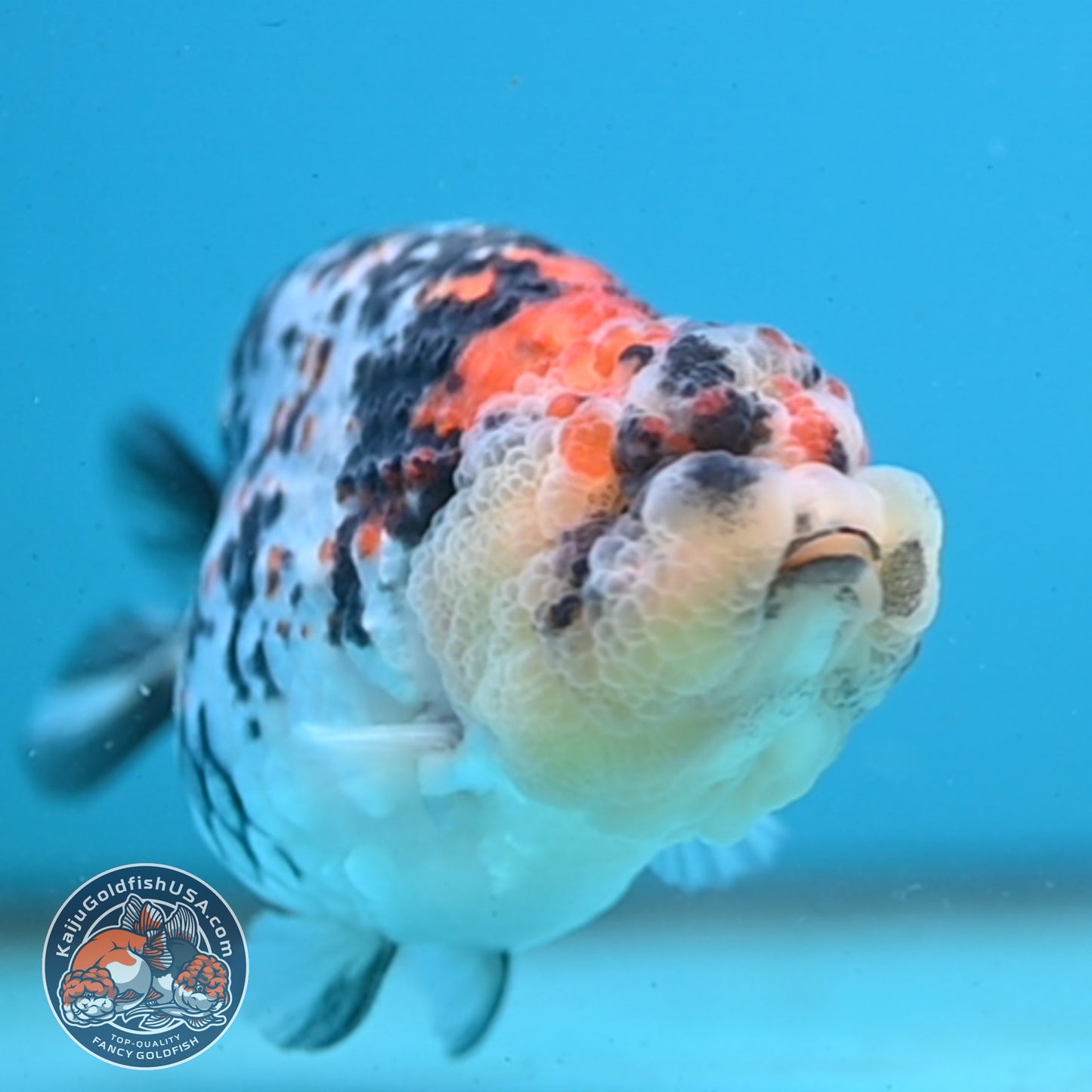 Tricolor Tiger Ranchu 4 inch Body (251003_RC04)