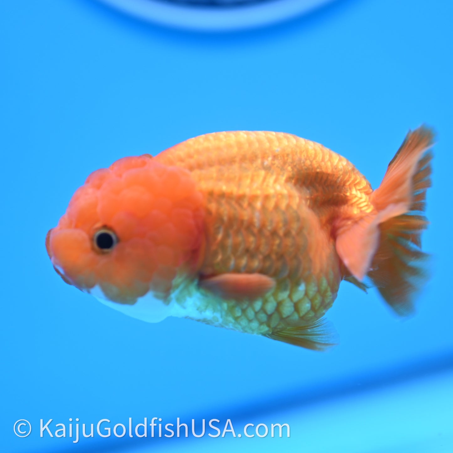 Red White Lionchu 3.5in body (240726_RC04) - Kaiju Goldfish USA