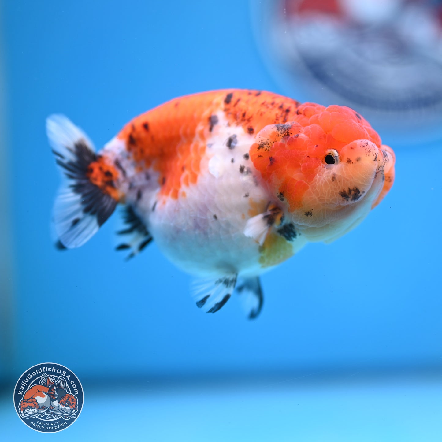 Tricolor Sakura Ranchu 4 inches Body - Female (250228_RC04)