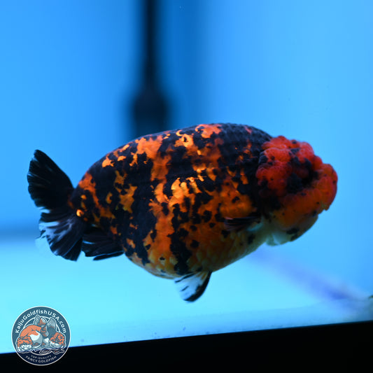 Red Tiger Ranchu 5 inches (241101_RC04) - Kaiju Goldfish USA