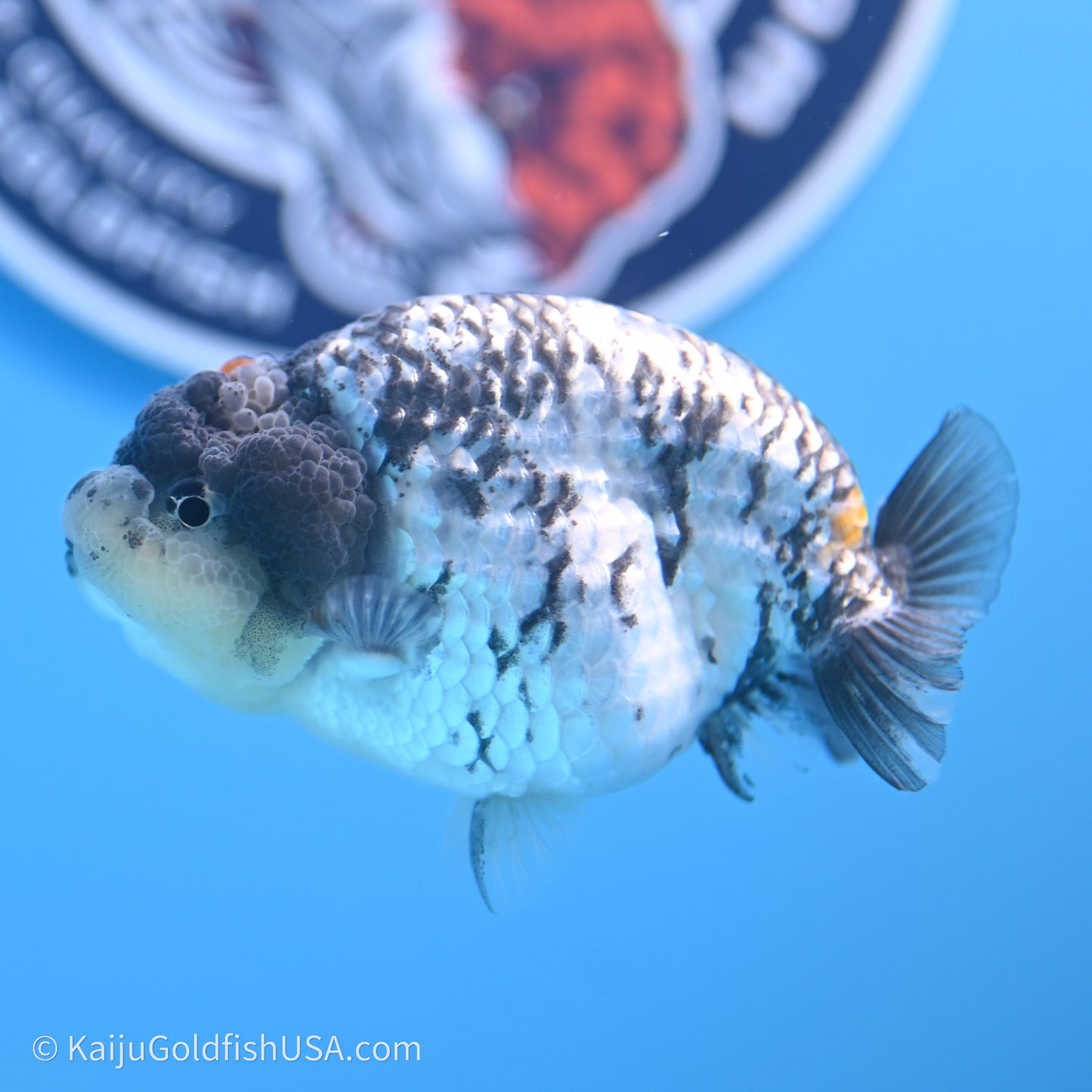 Tricolor White Tiger Ranchu 3.5 inches (240719_RC04) - Kaiju Goldfish USA