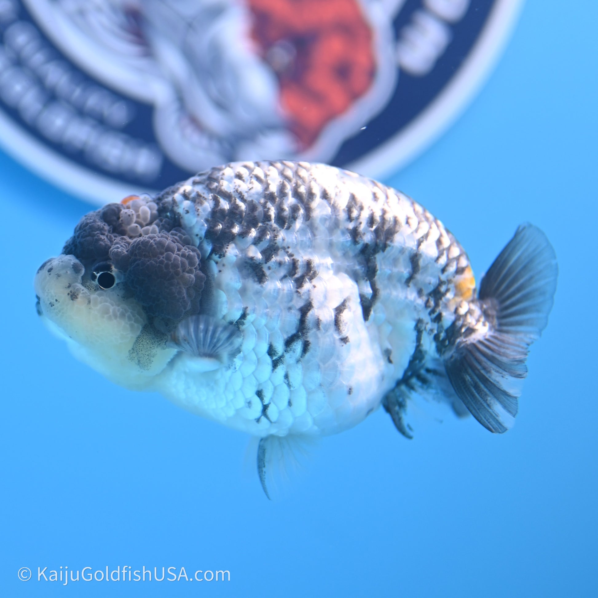 Tricolor White Tiger Ranchu 3.5 inches (240719_RC04) - Kaiju Goldfish USA