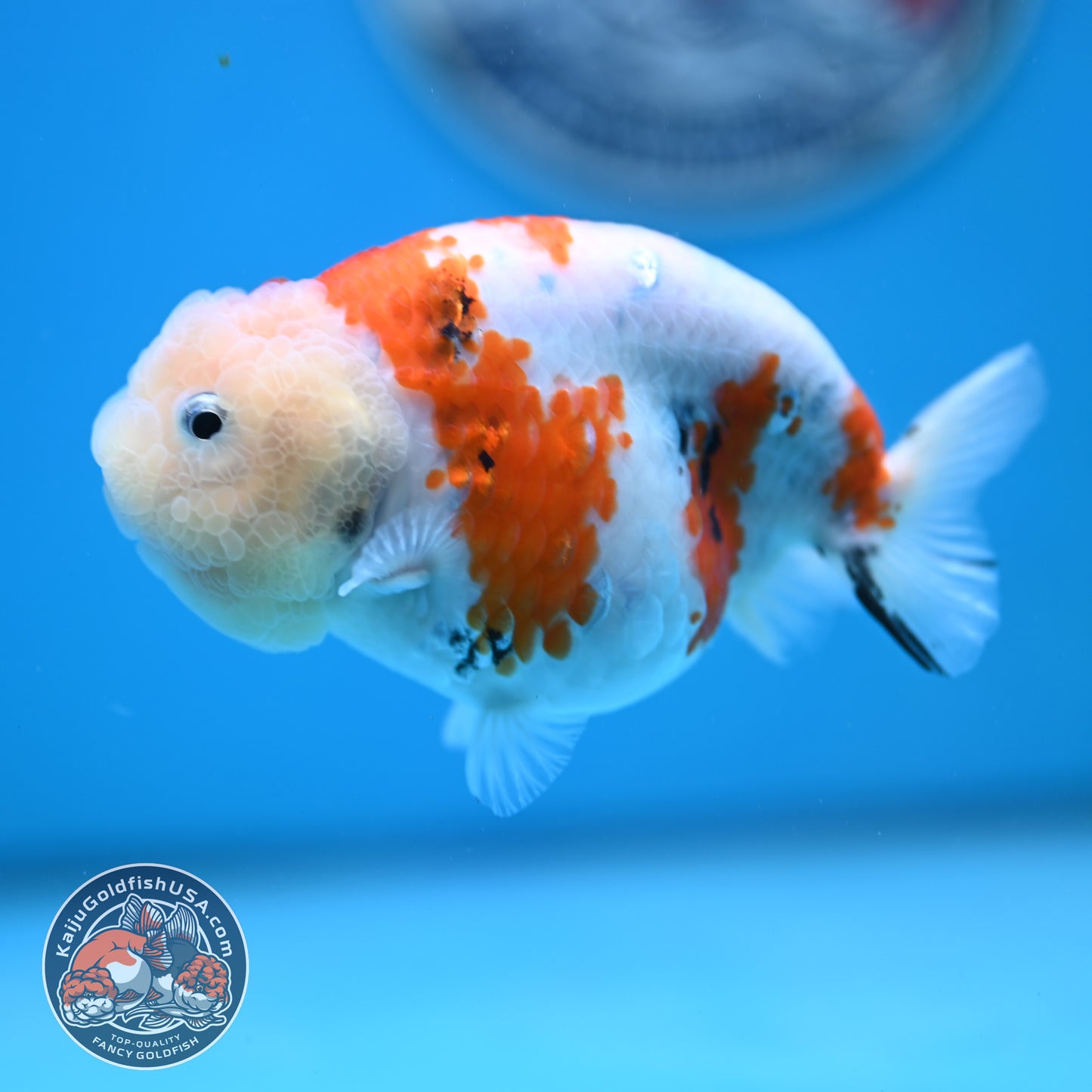 Tricolor Sakura Ranchu 4.25 inches Body (250502_RC04)