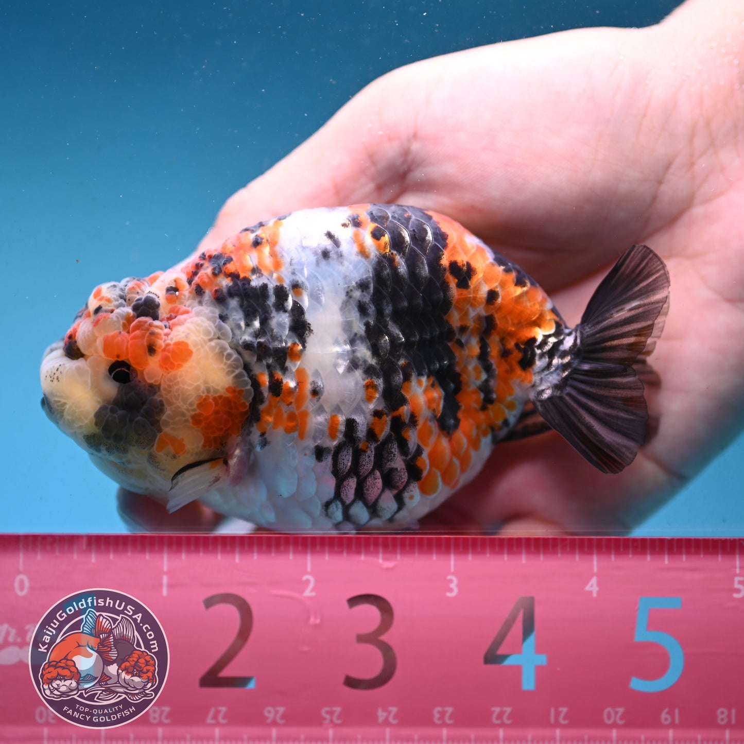 Tricolor Tiger Ranchu 4 inch Body (251003_RC04)