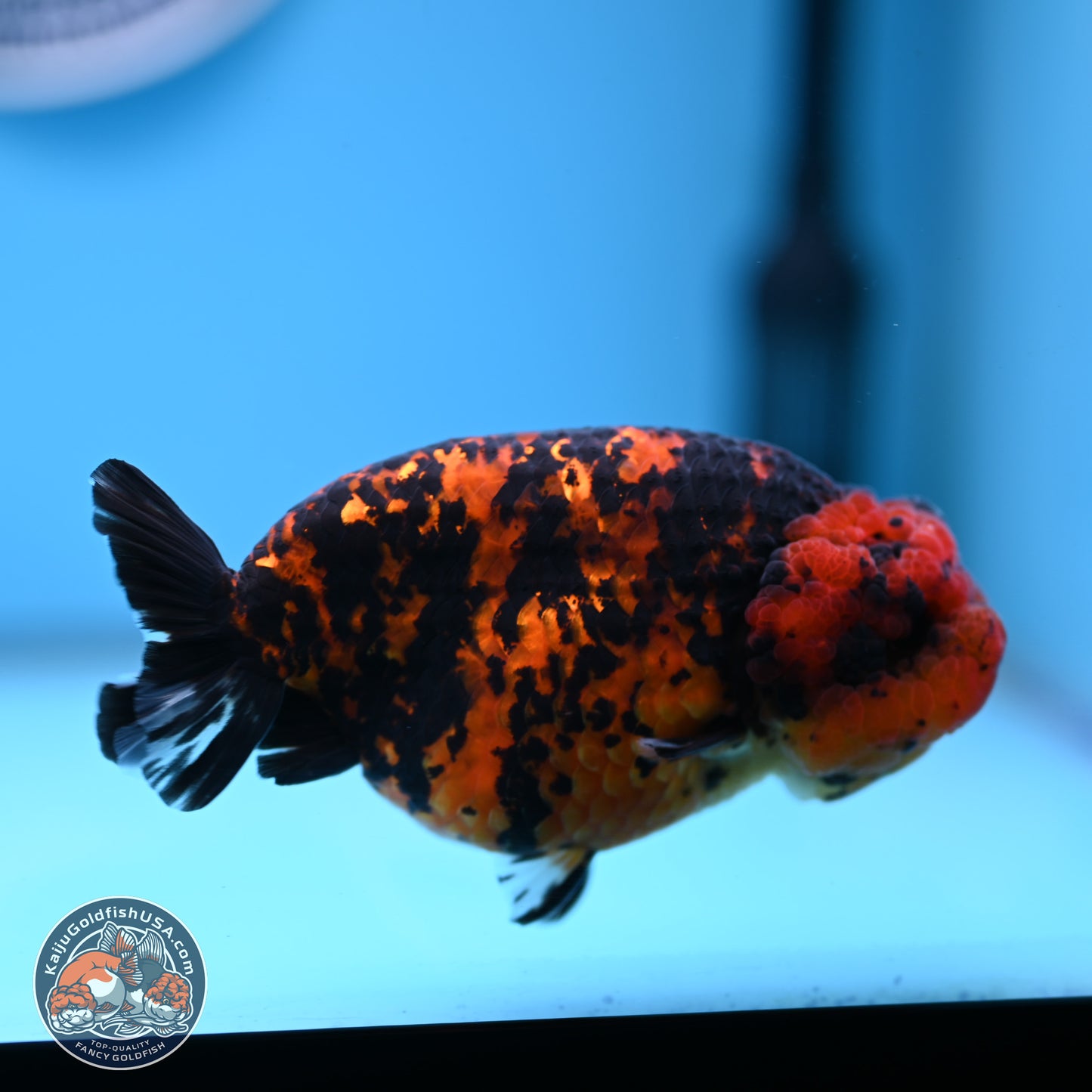 Red Tiger Ranchu 5 inches (241101_RC04) - Kaiju Goldfish USA