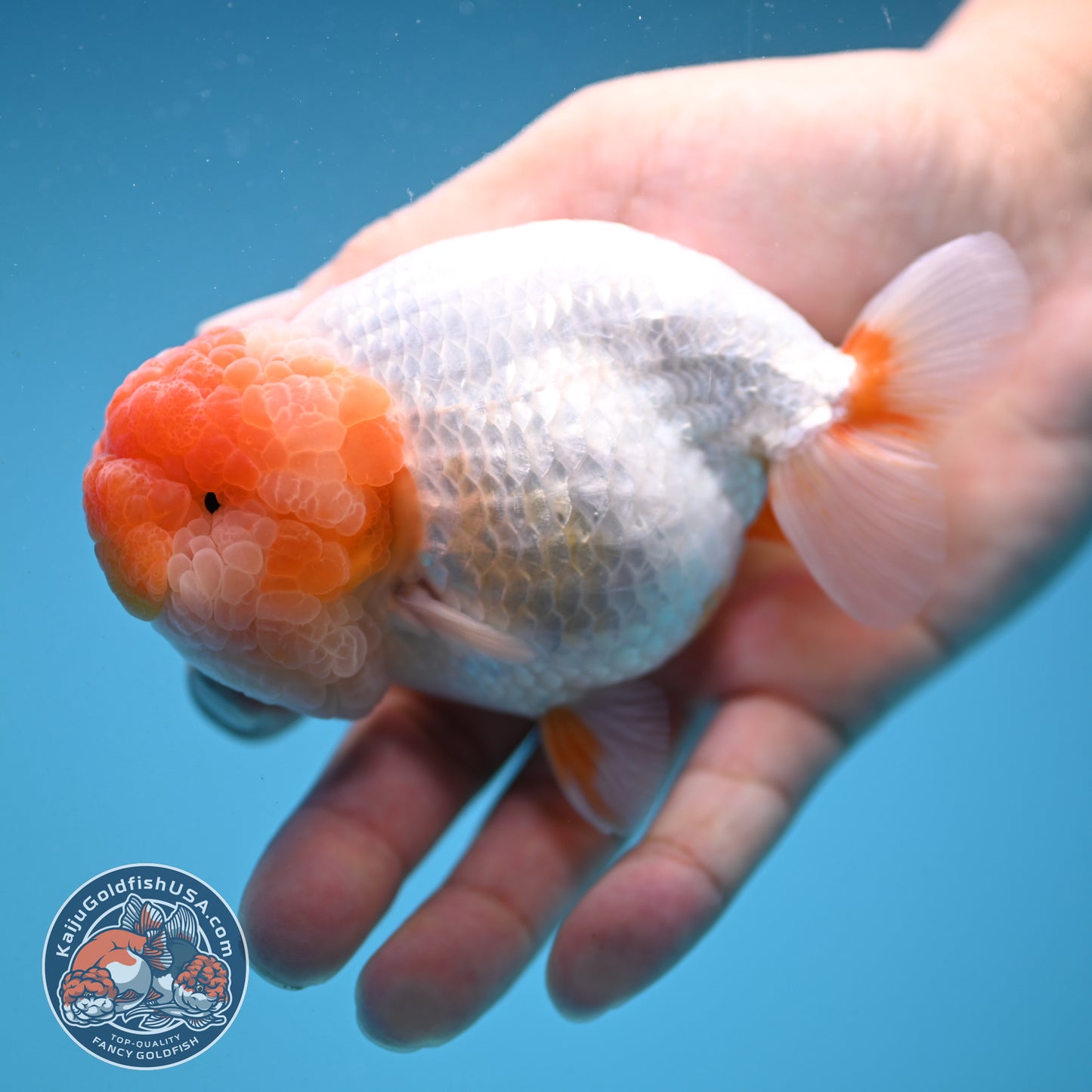 Super Wen Red White Buffalo Ranchu 4 inch Body (250919_RC04)