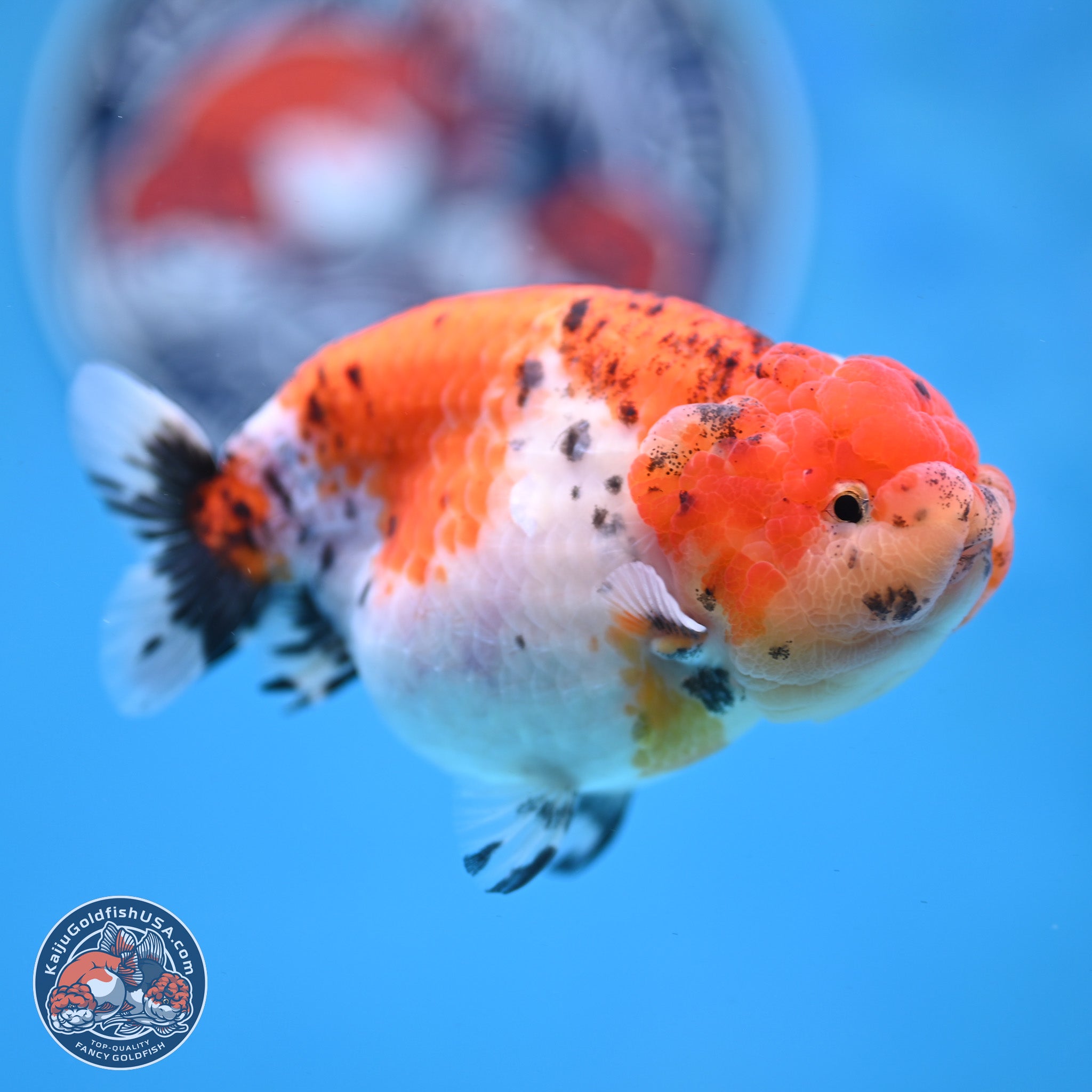 Tricolor Sakura Ranchu Goldfish for Sale | Kaiju Goldfish USA