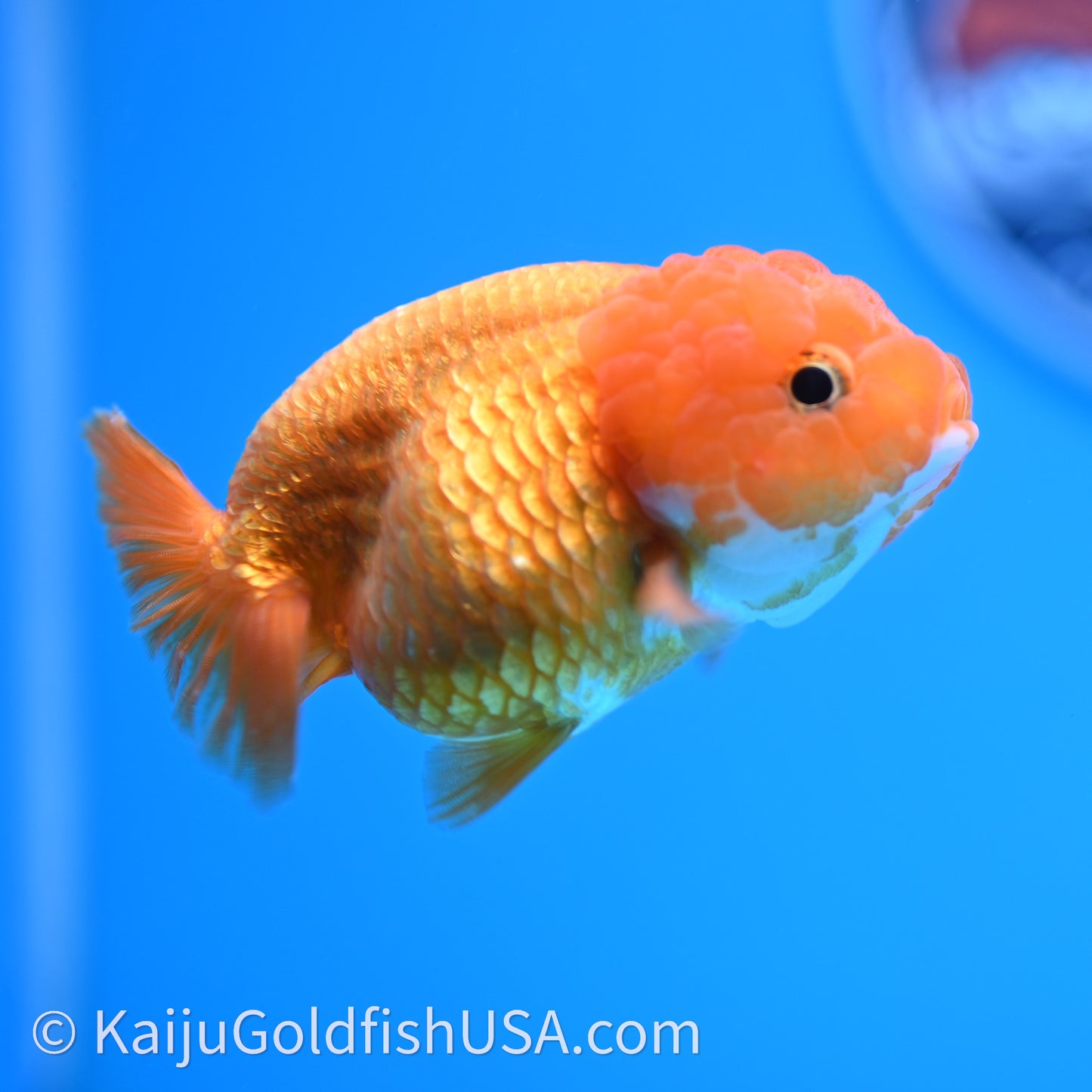 Red White Lionchu 3.5in body (240726_RC04) - Kaiju Goldfish USA