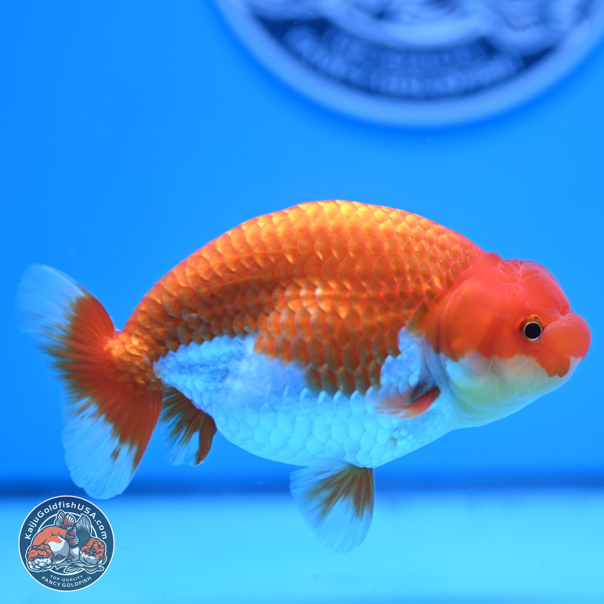 Red White Buffalo Ranchu 4.75in Body (240802_RC04) - Kaiju Goldfish USA