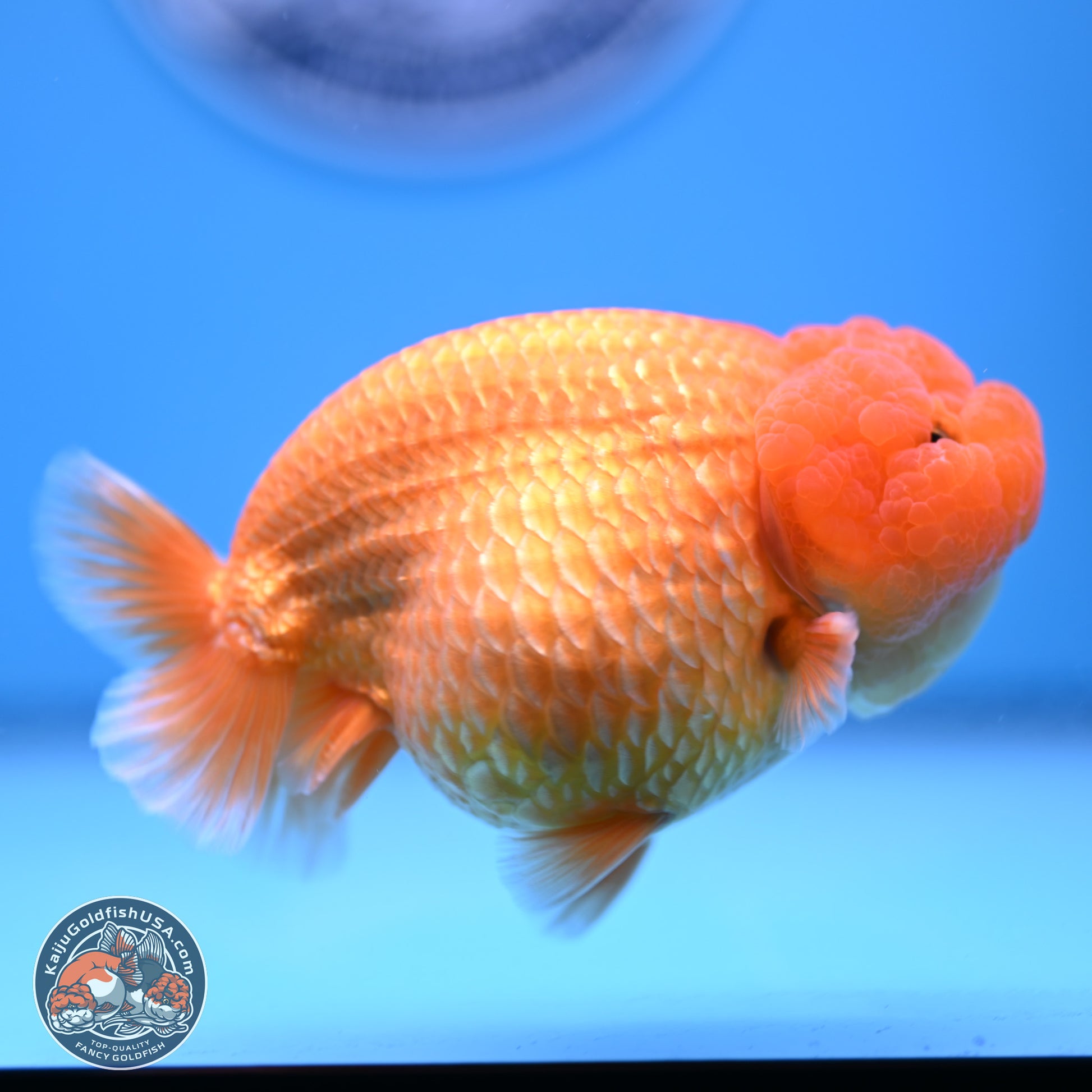 A Grade Classic Gold Lionchu 4.5-5 inches (240906_RC04) - Kaiju Goldfish USA