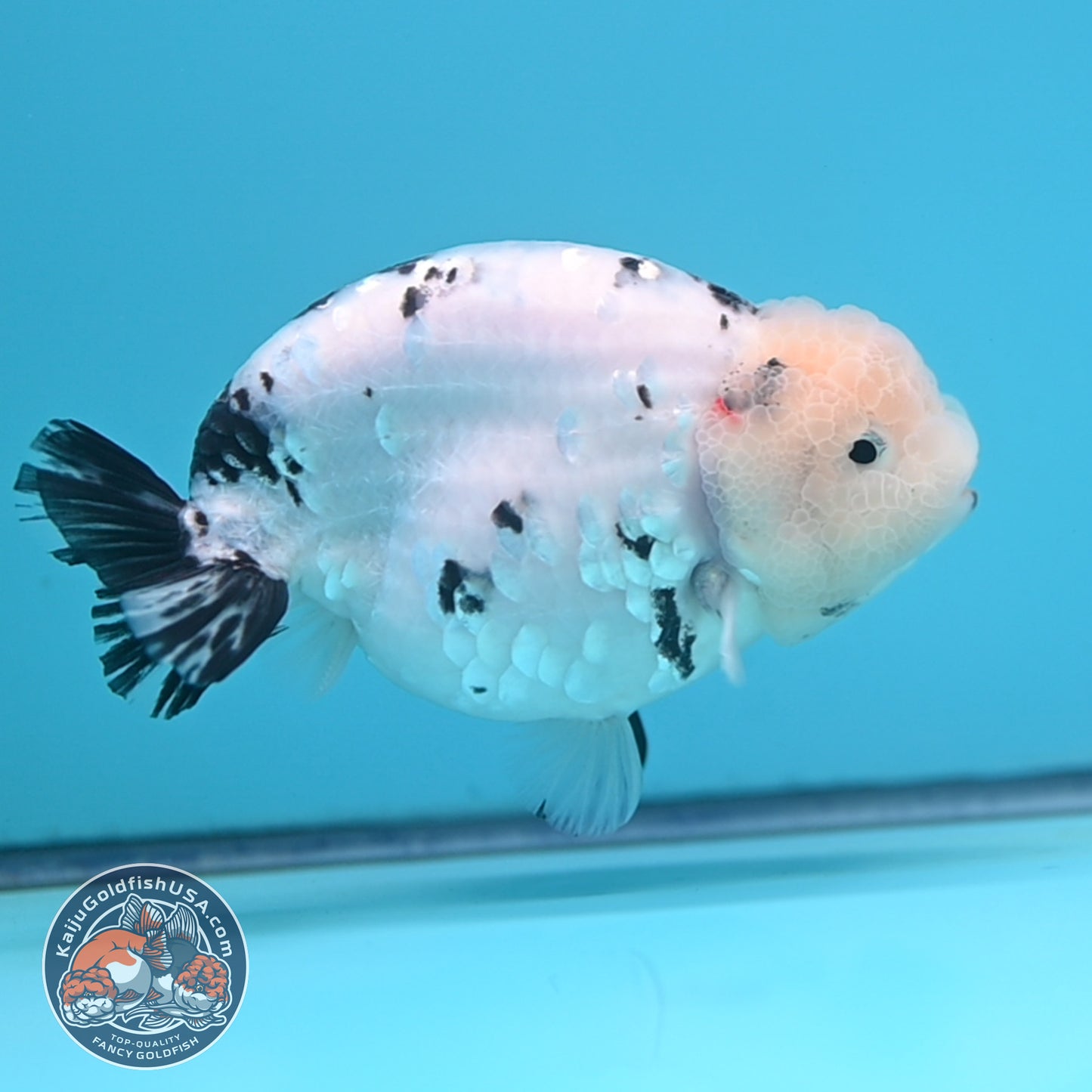 Tricolor Ranchu 4.5 inches Body (250509_RC04)