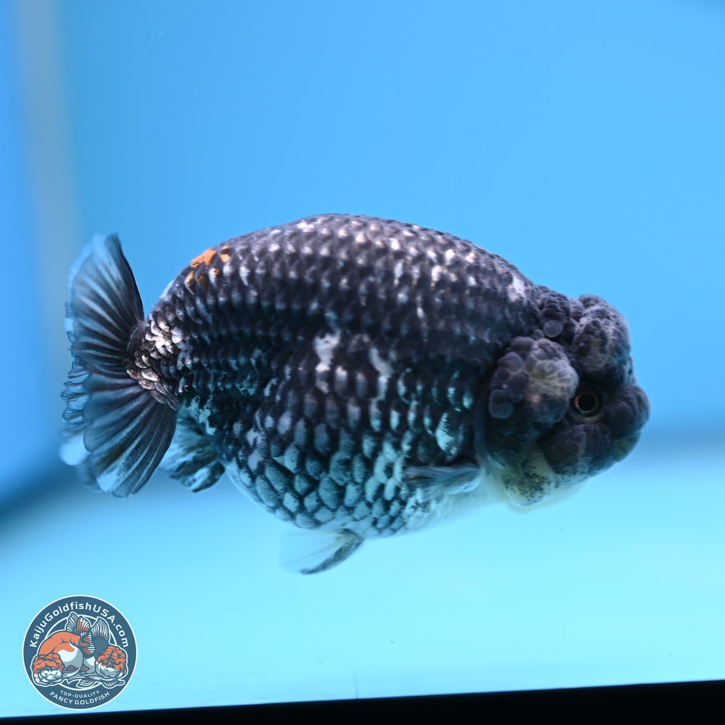 Grey Metallic Ranchu 3.75 inches Body - Female (241227_RC04) - Kaiju Goldfish USA