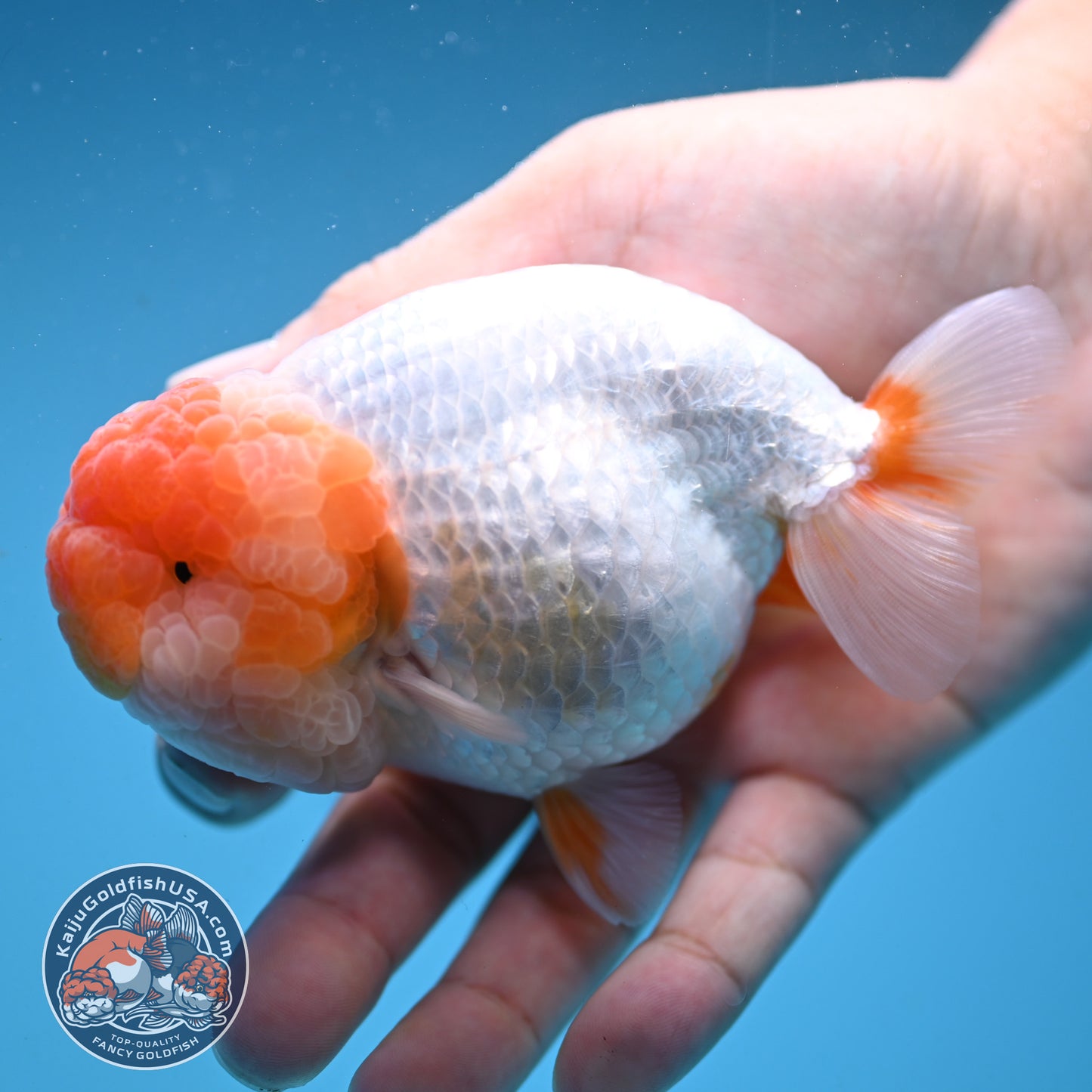 Super Wen Red White Buffalo Ranchu 4 inch Body (250919_RC04)