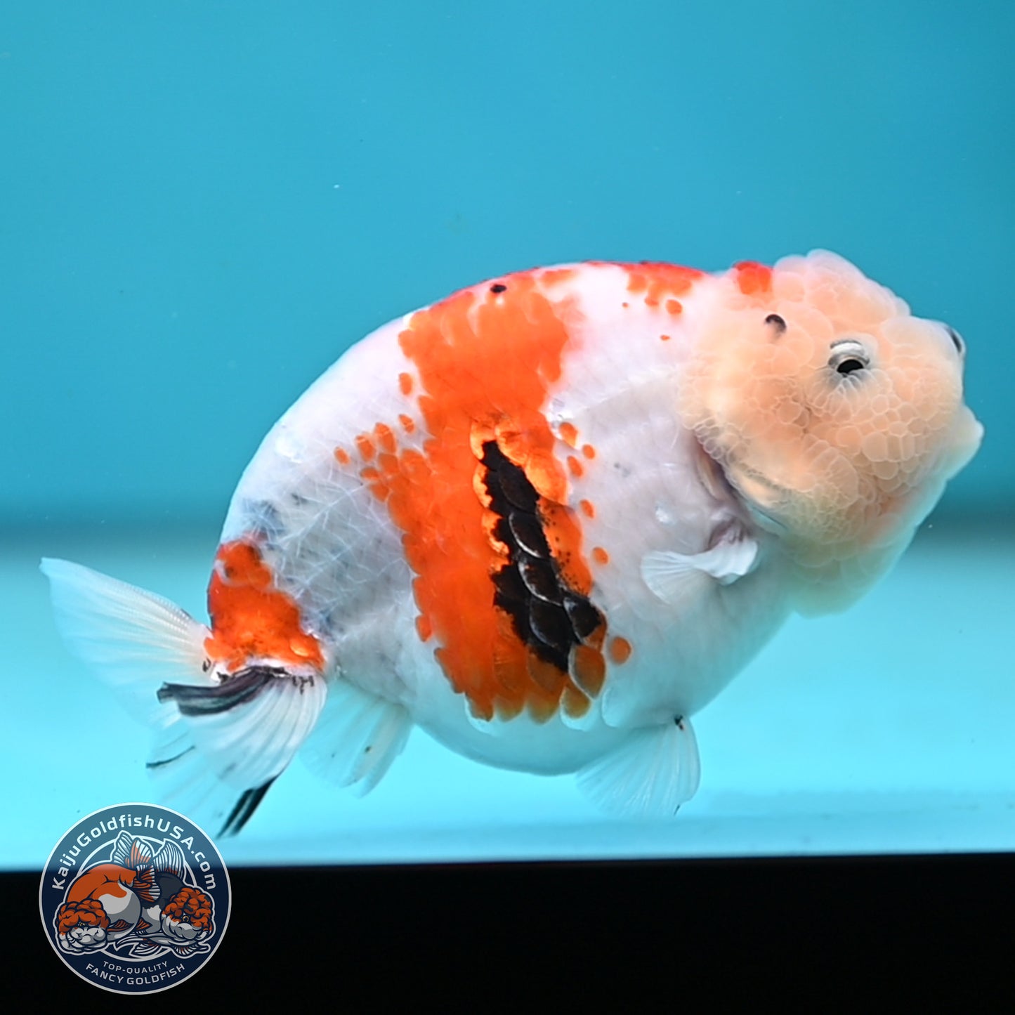 Tricolor Sakura Ranchu 4.25 inches Body (250502_RC04)