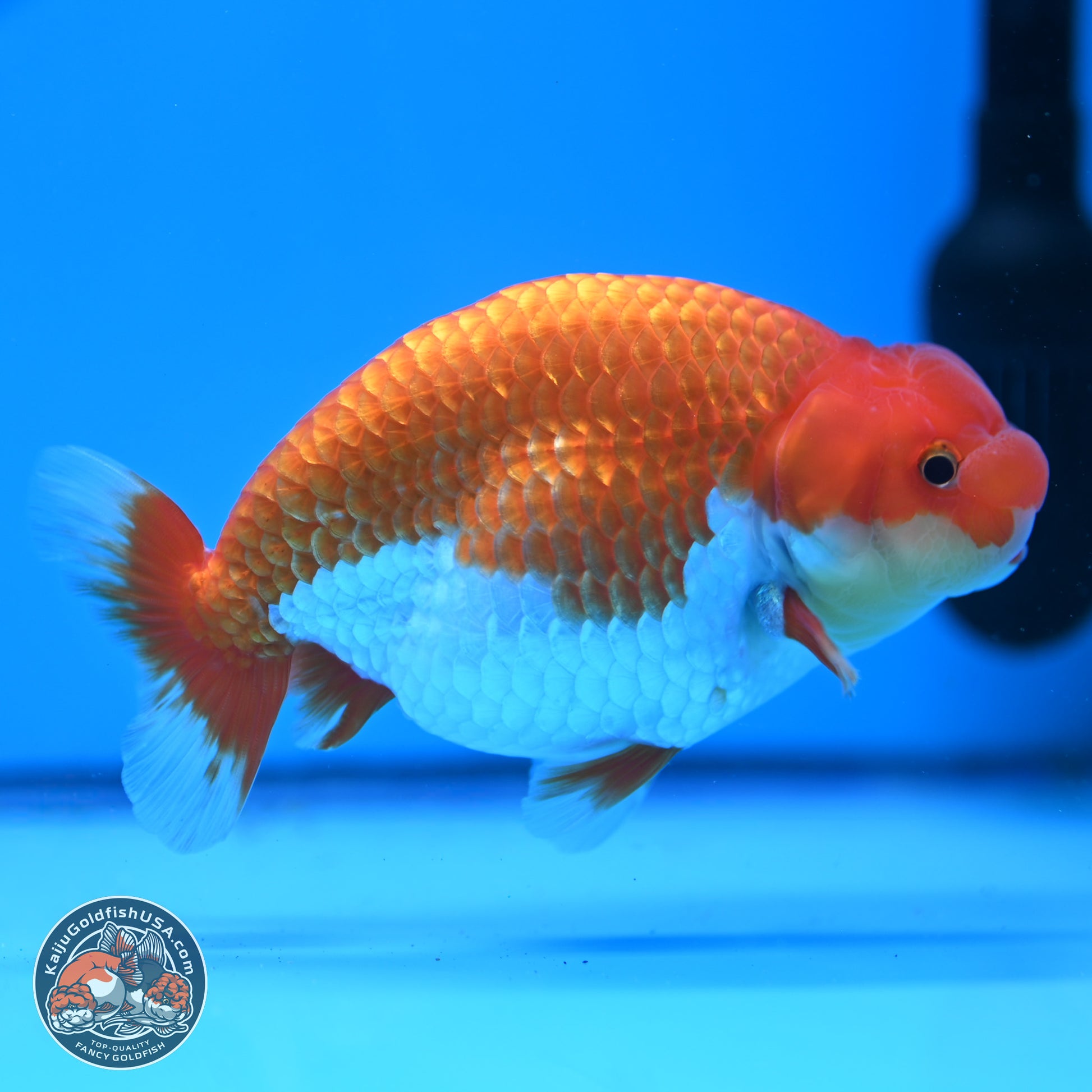 Red White Buffalo Ranchu 4.75in Body (240802_RC04) - Kaiju Goldfish USA