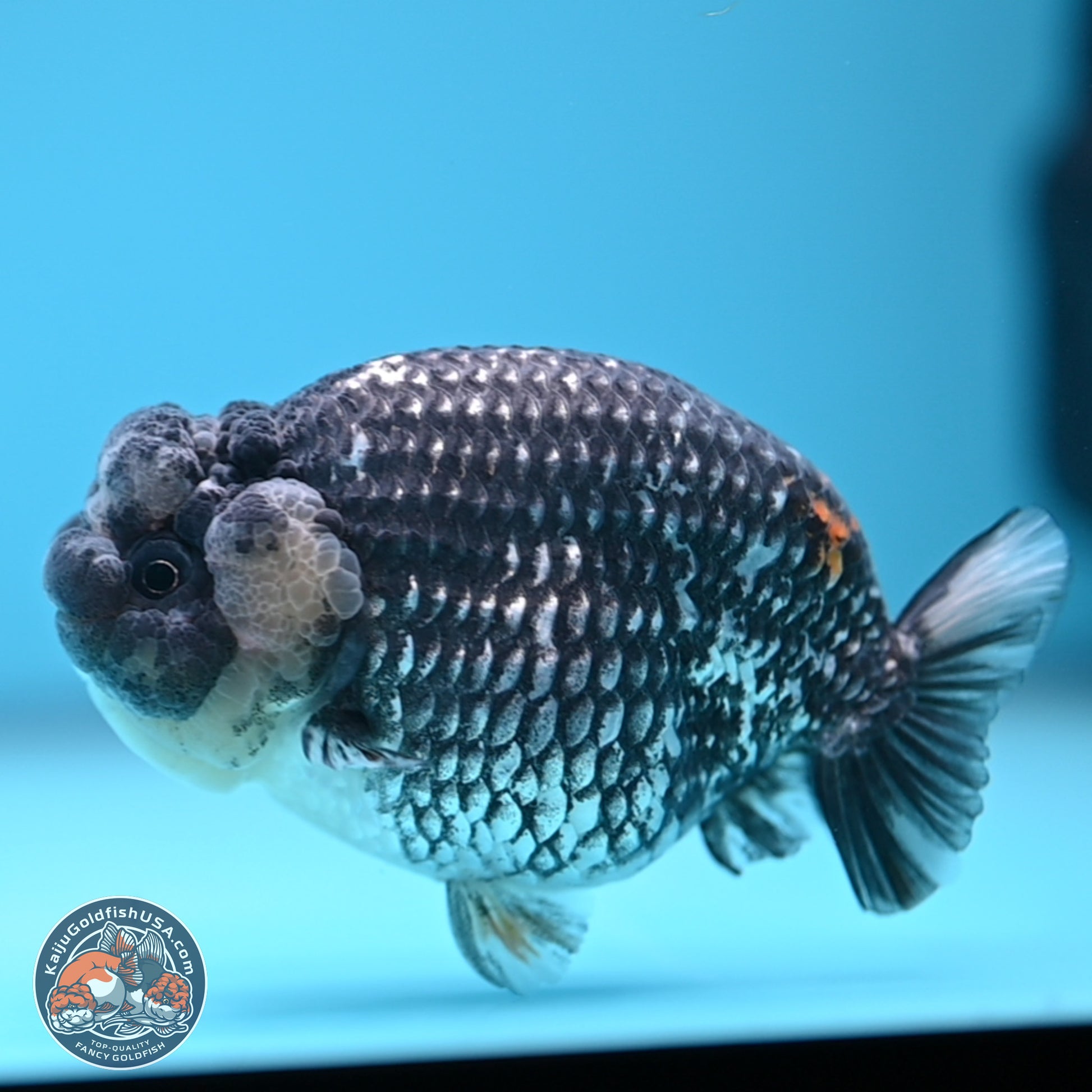 Grey Metallic Ranchu 3.75 inches Body - Female (241227_RC04) - Kaiju Goldfish USA