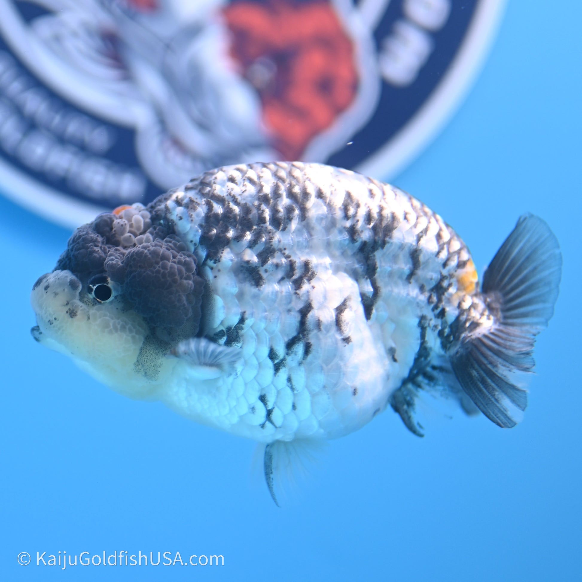 Tricolor White Tiger Ranchu 3.5 inches (240719_RC04) - Kaiju Goldfish USA