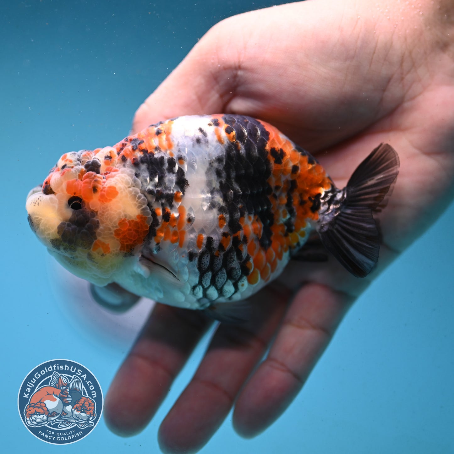 Tricolor Tiger Ranchu 4 inch Body (251003_RC04)