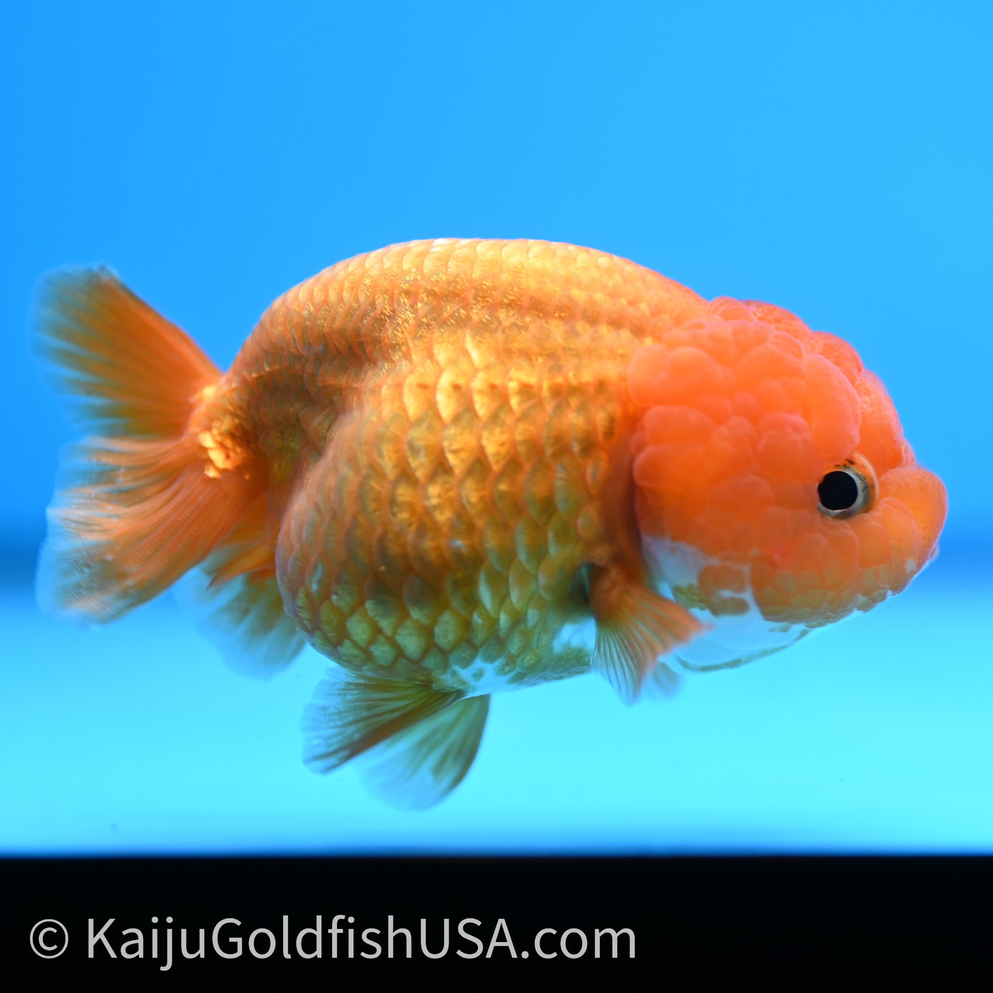 Red White Lionchu 3.5in body (240726_RC04) - Kaiju Goldfish USA