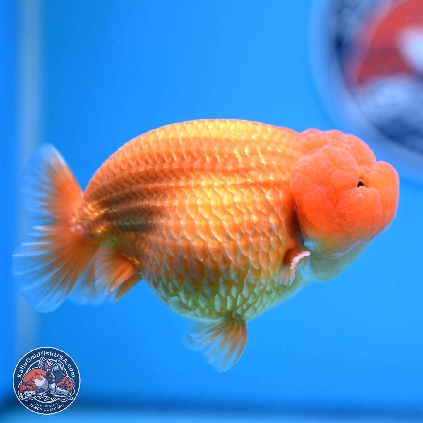 A Grade Classic Gold Lionchu 4.5-5 inches (240906_RC04) - Kaiju Goldfish USA