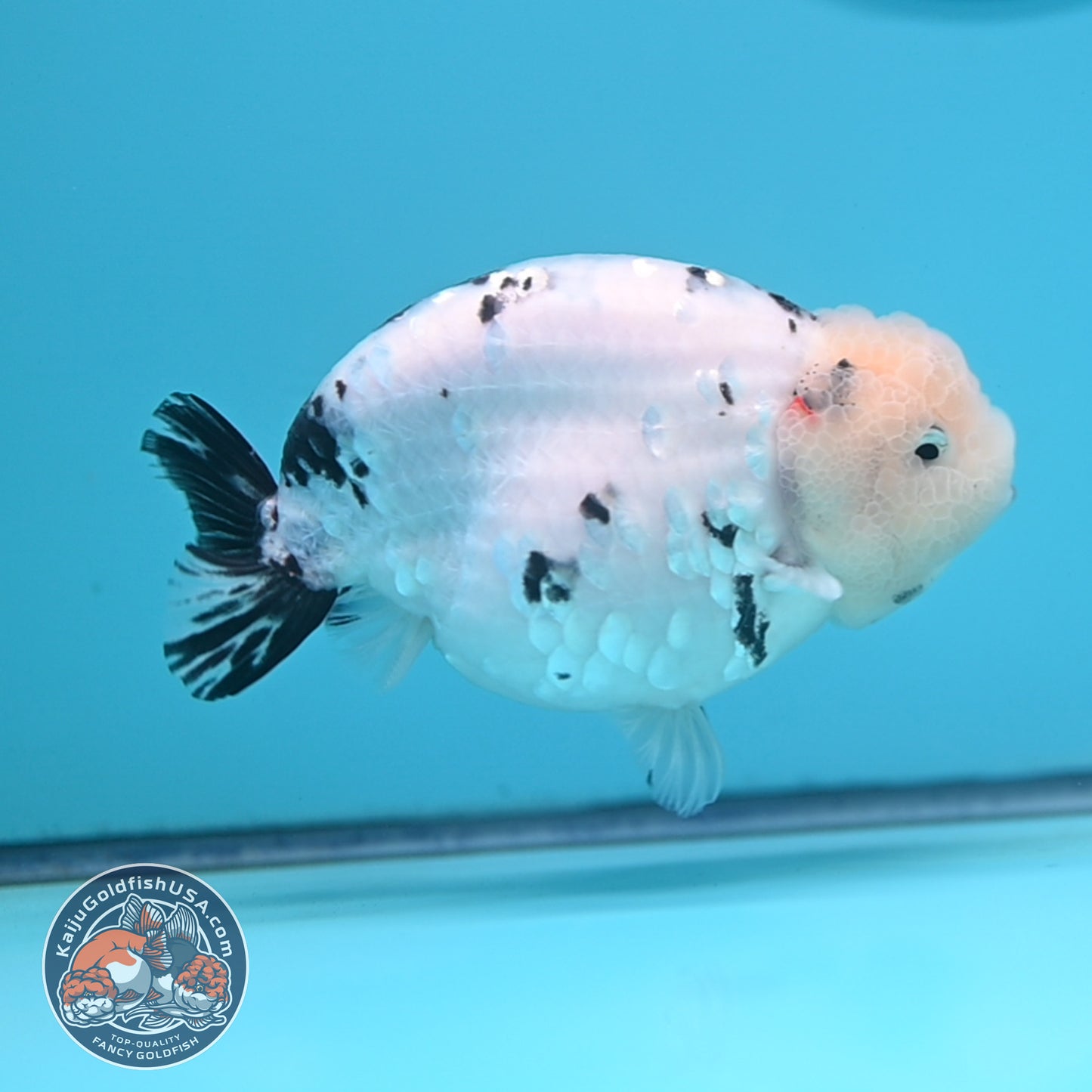 Tricolor Ranchu 4.5 inches Body (250509_RC04)