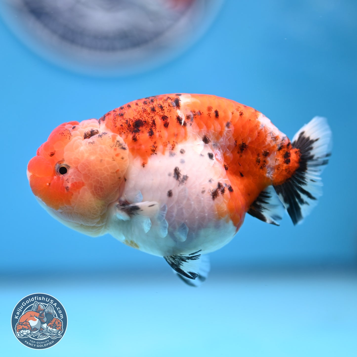 Tricolor Sakura Ranchu 4 inches Body - Female (250228_RC04)