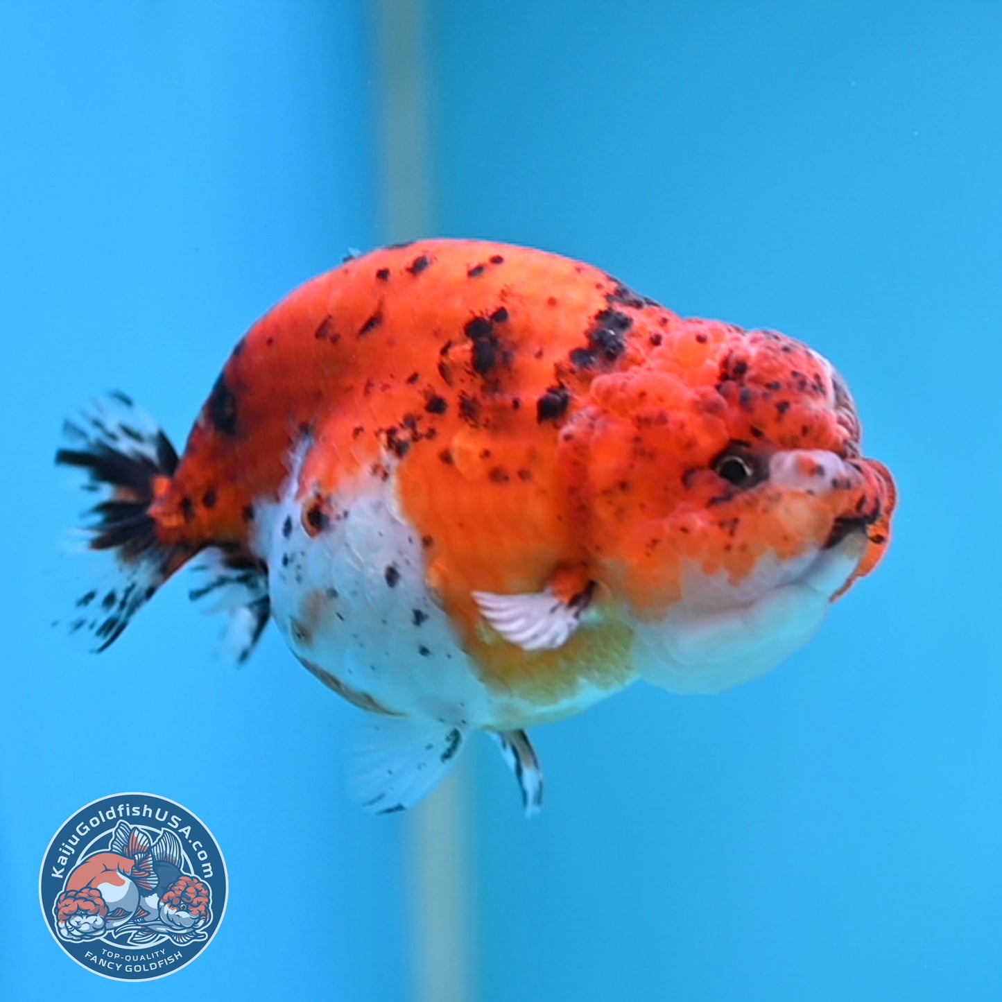 Calico Ranchu 4 inches Body (250516_RC04)