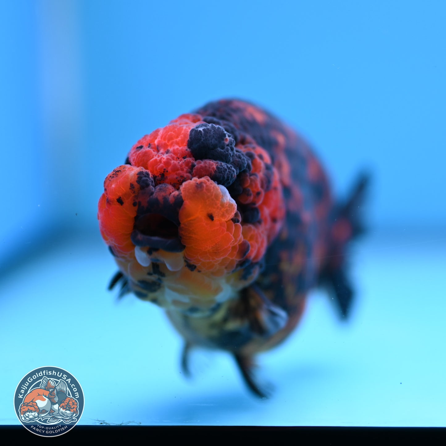 Red Tiger Ranchu 5 inches (241101_RC04) - Kaiju Goldfish USA