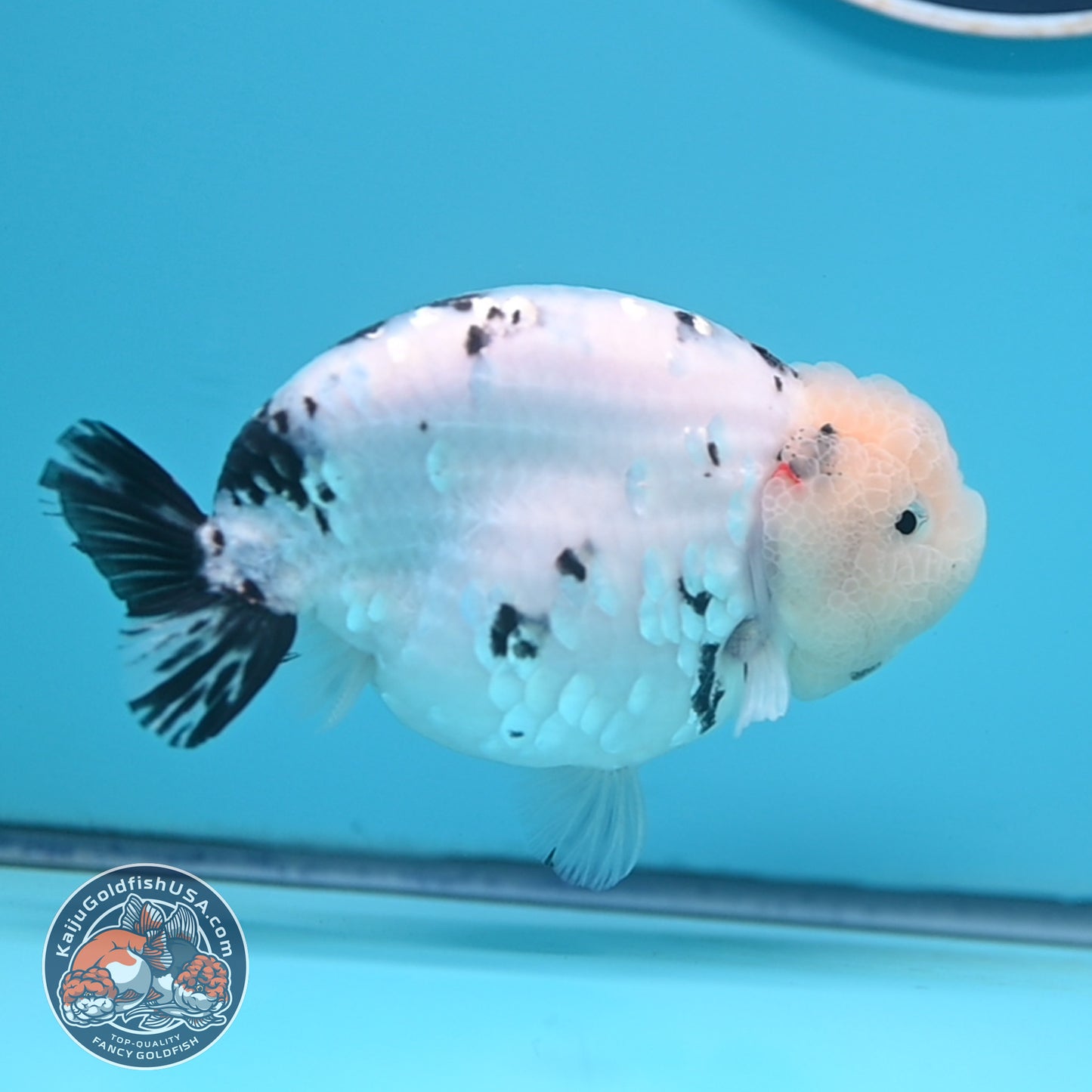 Tricolor Ranchu 4.5 inches Body (250509_RC04)