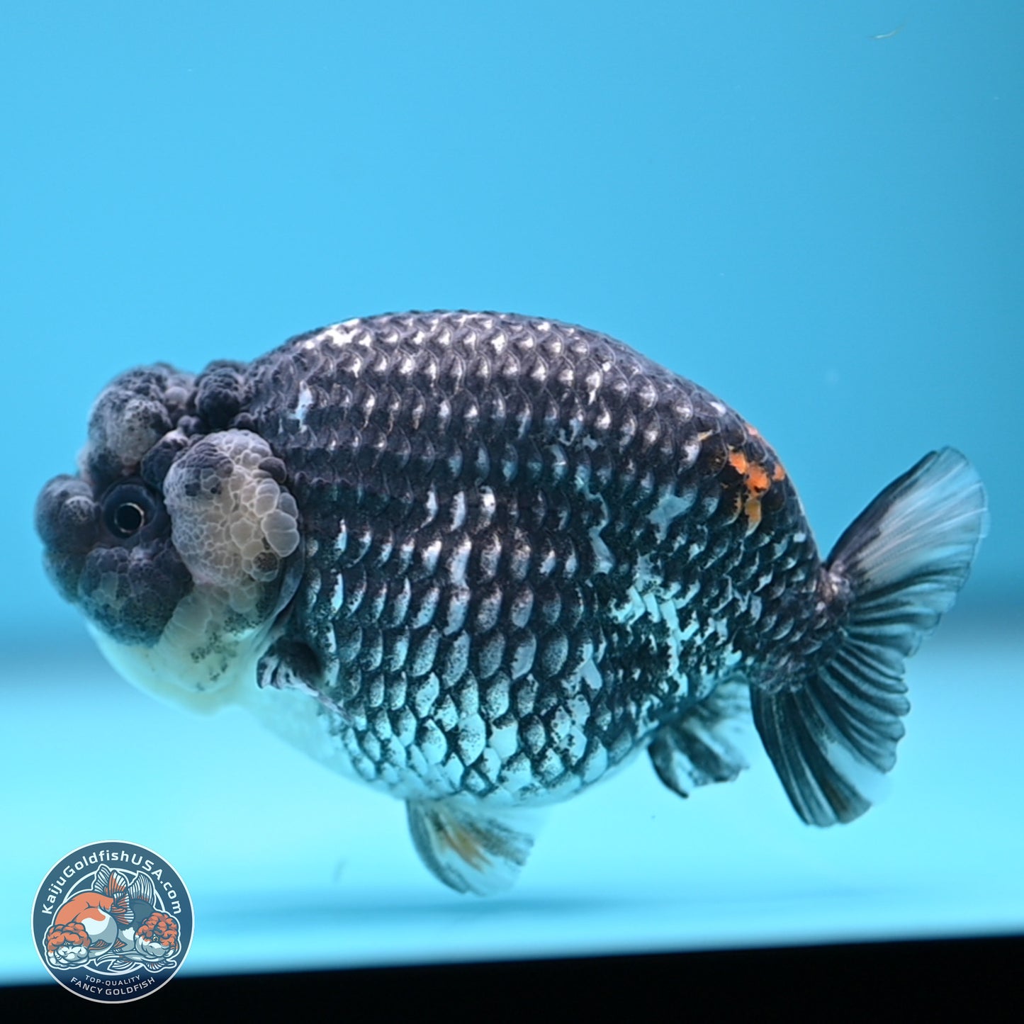 Grey Metallic Ranchu 3.75 inches Body - Female (241227_RC04) - Kaiju Goldfish USA