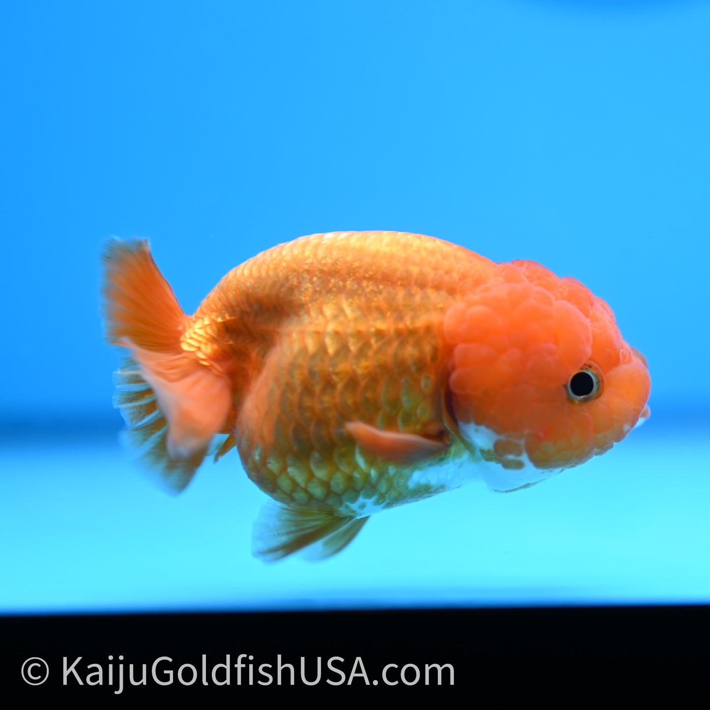 Red White Lionchu 3.5in body (240726_RC04) - Kaiju Goldfish USA