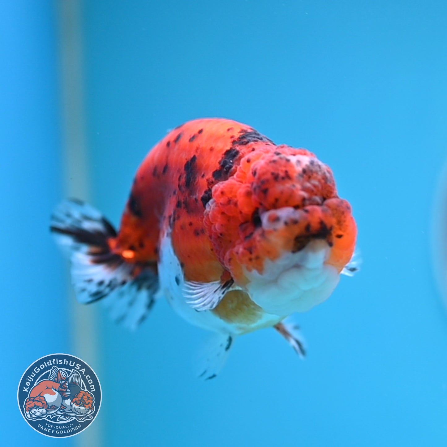 Calico Ranchu 4 inches Body (250516_RC04)