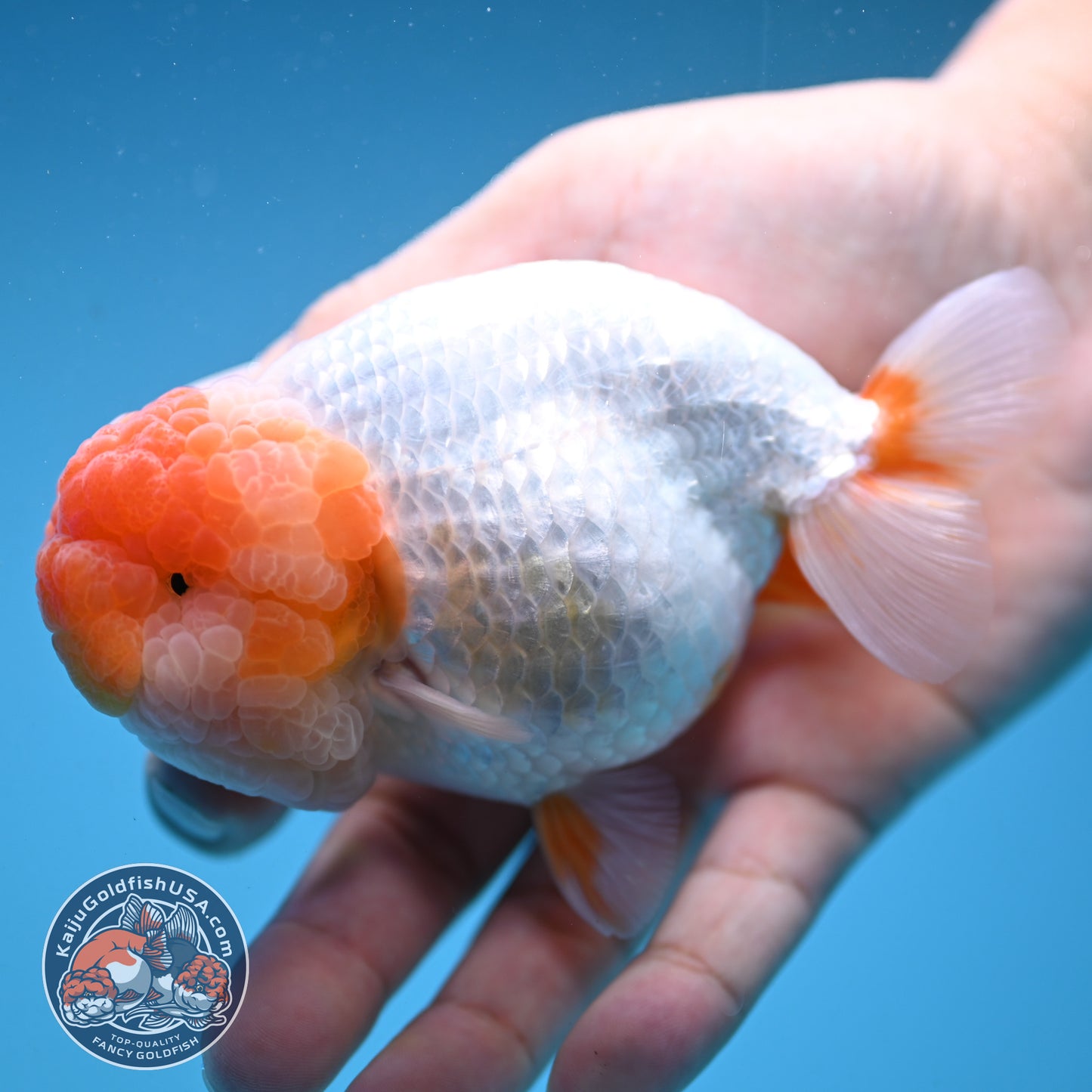 Super Wen Red White Buffalo Ranchu 4 inch Body (250919_RC04)