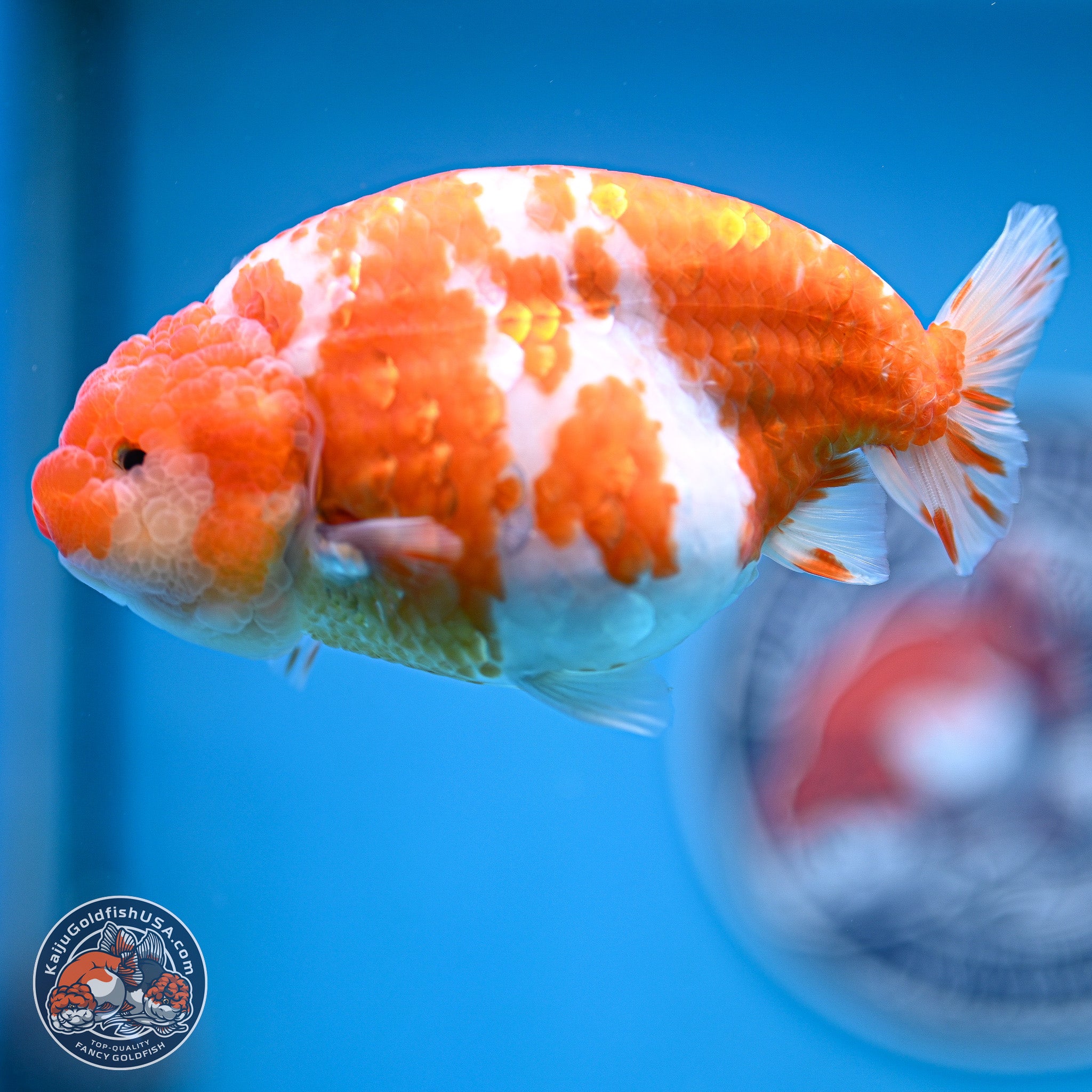 Tiny Tail Sakura Ranchu Goldfish for Sale | Kaiju Goldfish USA