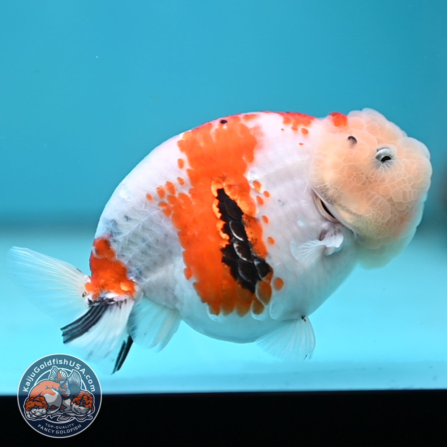 Tricolor Sakura Ranchu 4.25 inches Body (250502_RC04)