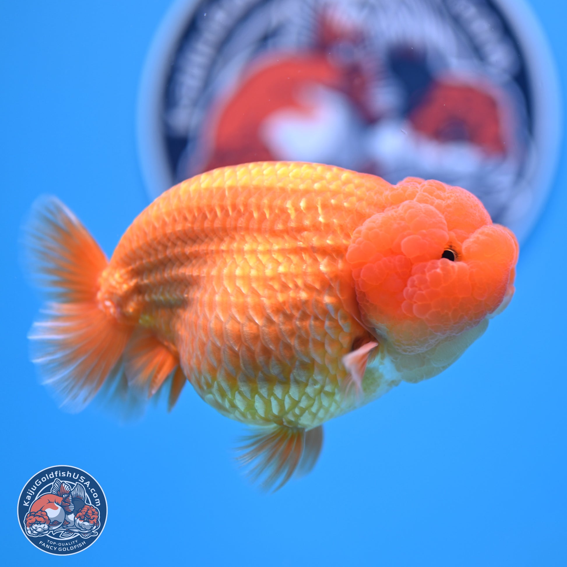 A Grade Classic Gold Lionchu 4.5-5 inches (240906_RC04) - Kaiju Goldfish USA