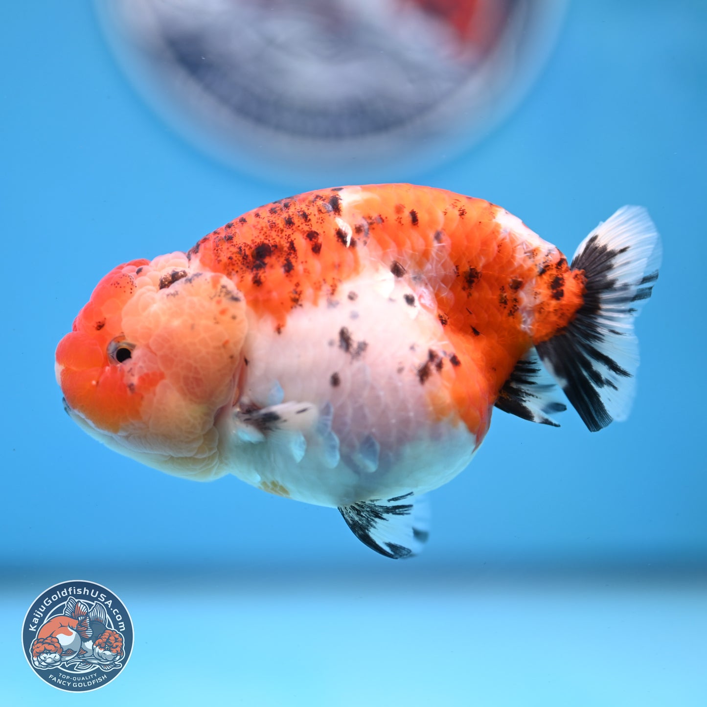 Tricolor Sakura Ranchu 4 inches Body - Female (250228_RC04)
