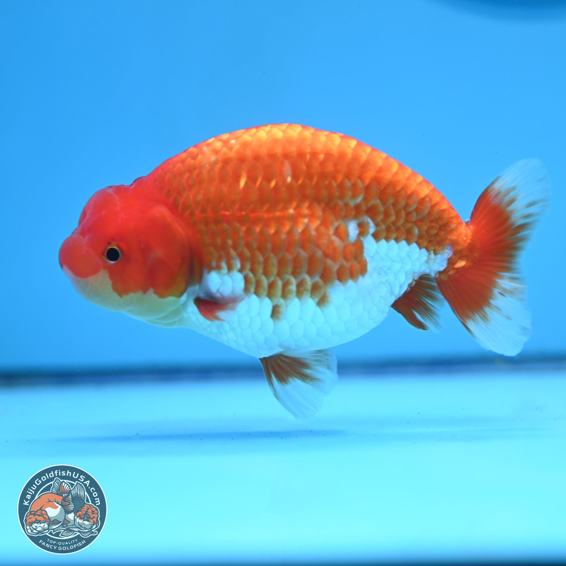 Red White Buffalo Ranchu 4.75in Body (240802_RC04) - Kaiju Goldfish USA