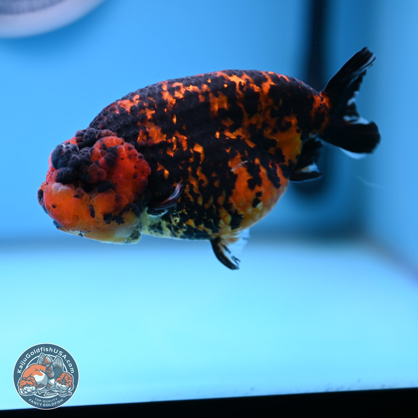 Red Tiger Ranchu 5 inches (241101_RC04) - Kaiju Goldfish USA