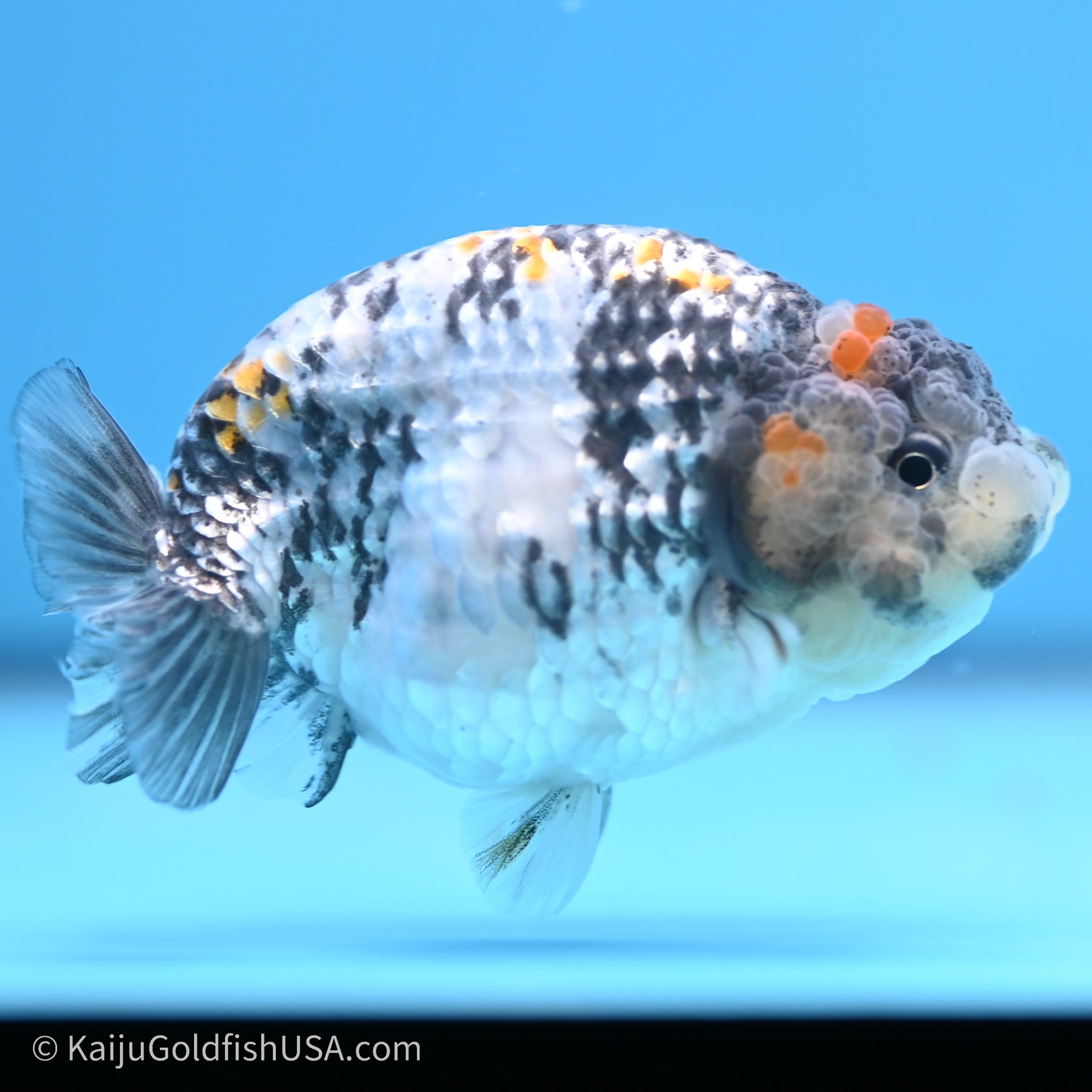 Tricolor White Tiger Ranchu 3.5 inches (240719_RC04) - Kaiju Goldfish USA