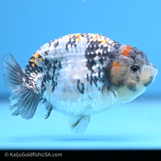 Tricolor White Tiger Ranchu 3.5 inches (240719_RC04) - Kaiju Goldfish USA