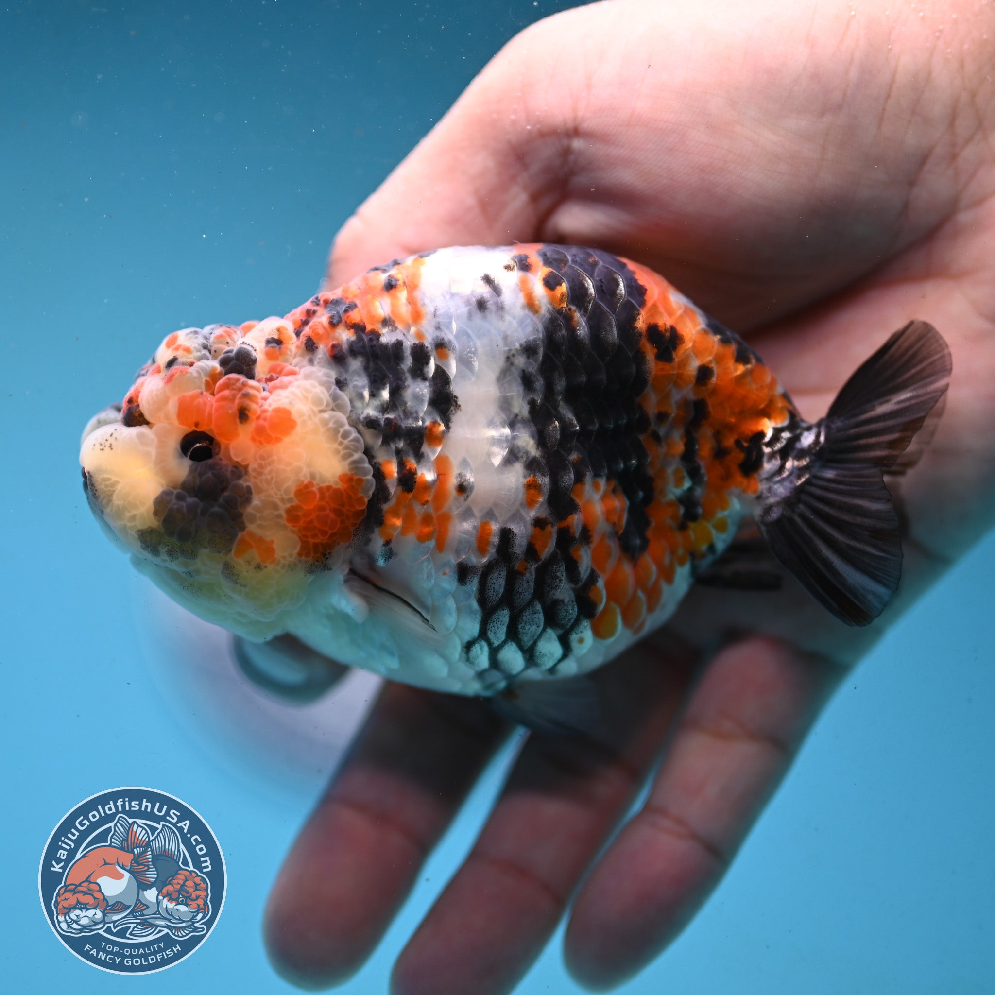 Tricolor Tiger Ranchu 4 inch Body (251003_RC04) – Kaiju Goldfish USA