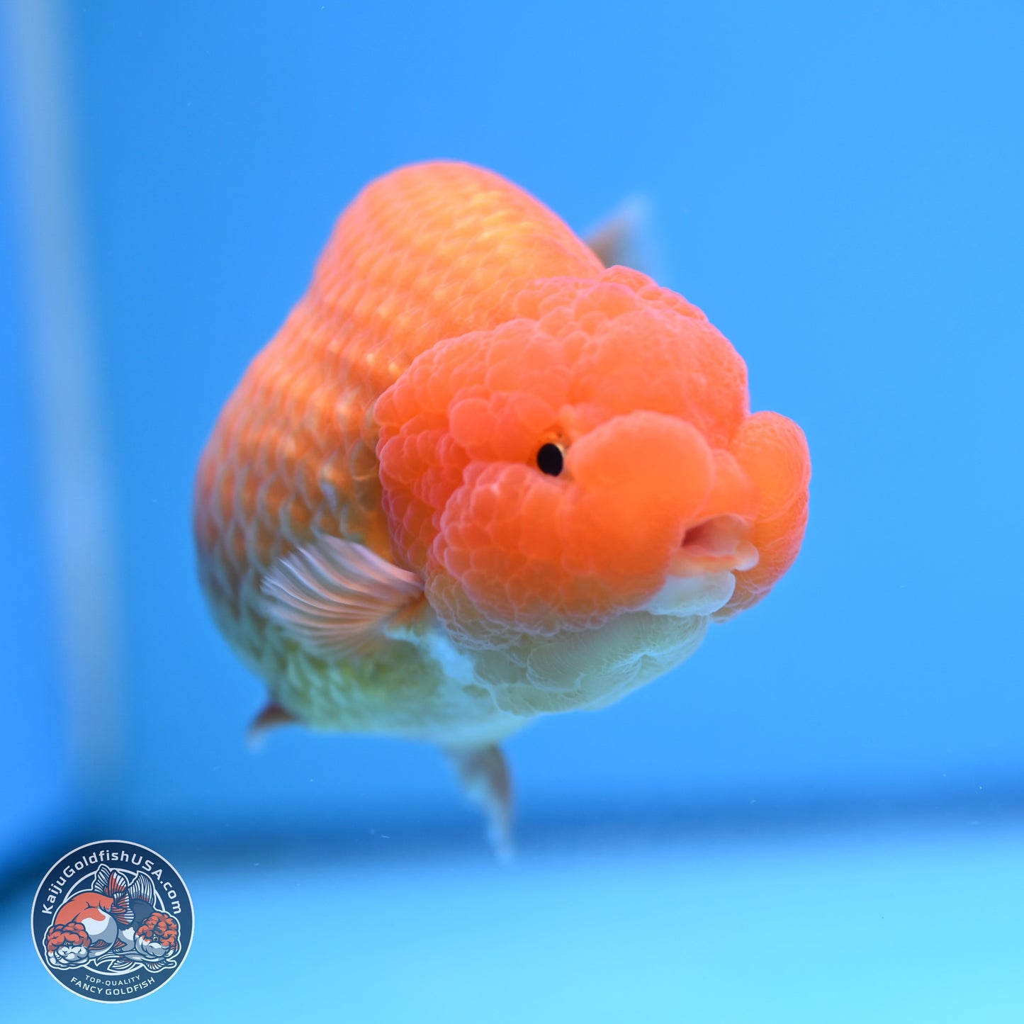 A Grade Classic Gold Lionchu 4.5-5 inches (240906_RC04) - Kaiju Goldfish USA