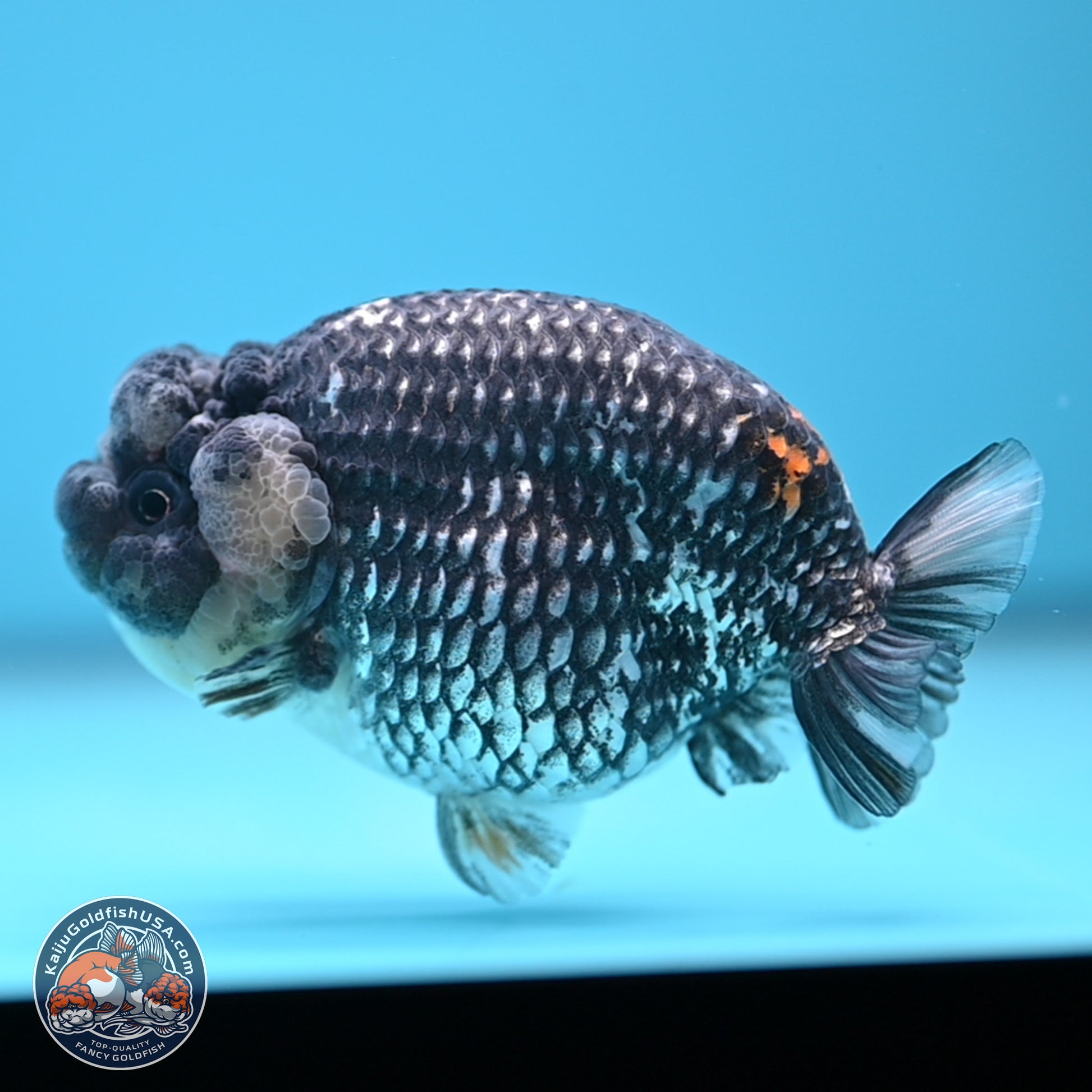 Grey Metallic Ranchu 3.75 inches Body - Female (241227_RC04) - Kaiju Goldfish USA