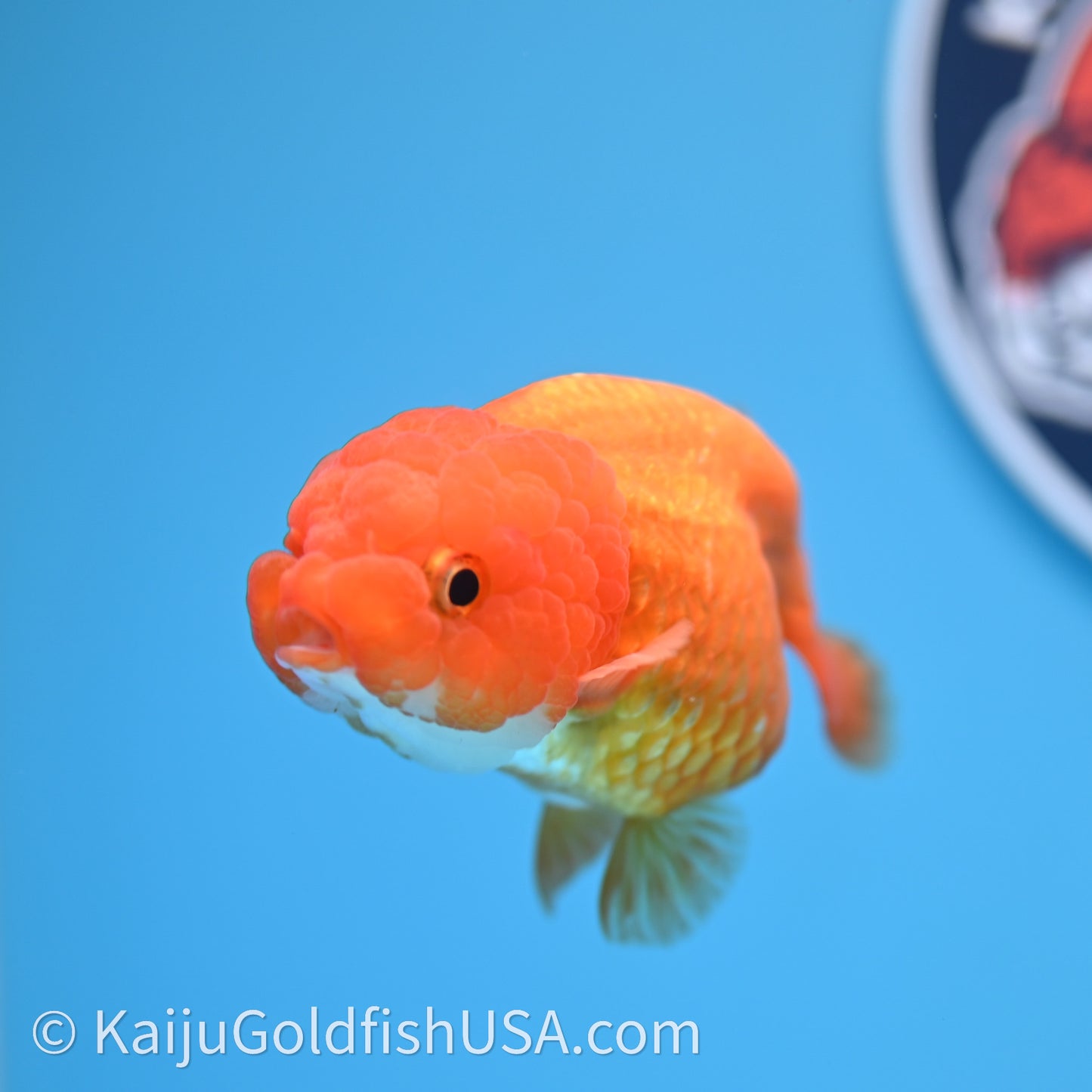 Red White Lionchu 3.5in body (240726_RC04) - Kaiju Goldfish USA